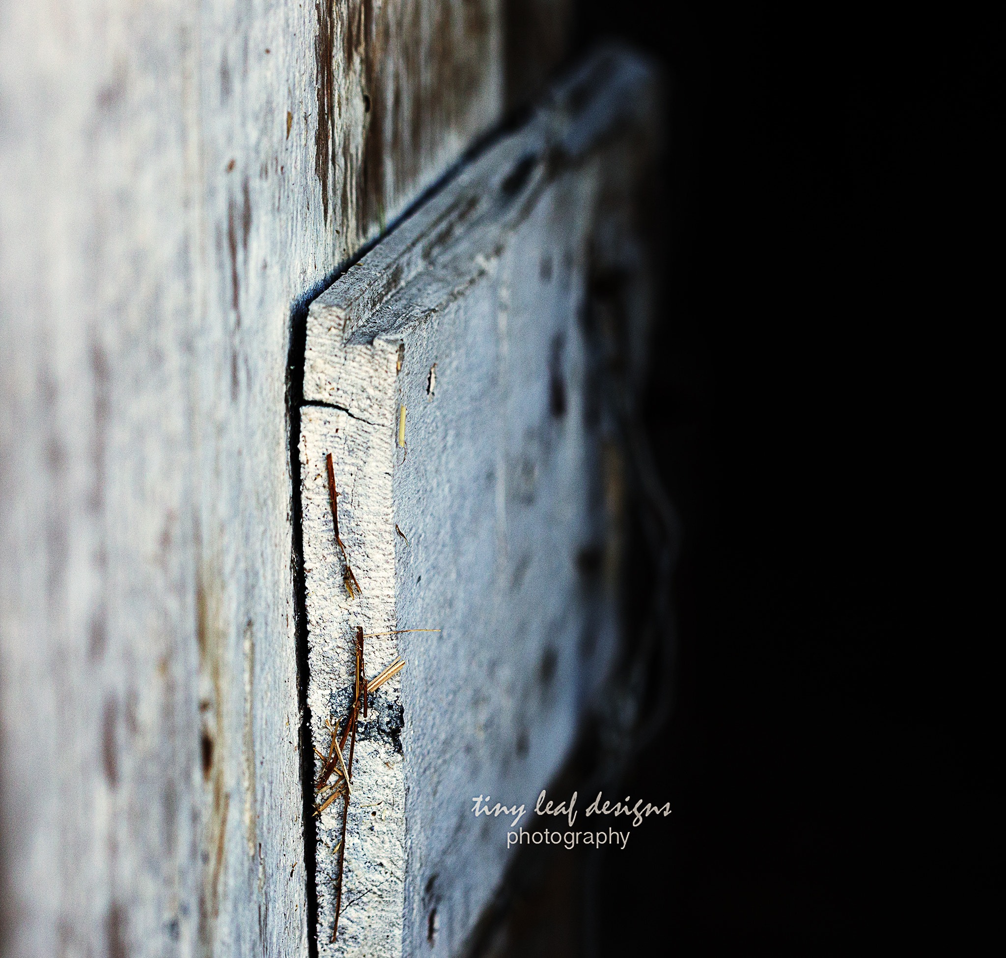 Canon EOS 6D + Canon EF 100mm F2.8 Macro USM sample photo. Weathered not defeated photography