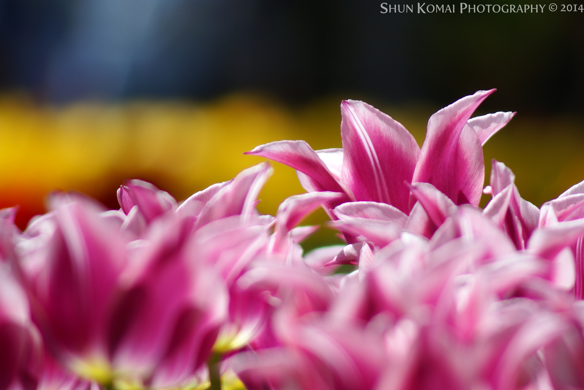 Sony Alpha DSLR-A100 + Minolta AF 100-300mm F4.5-5.6 sample photo. Tulips photography