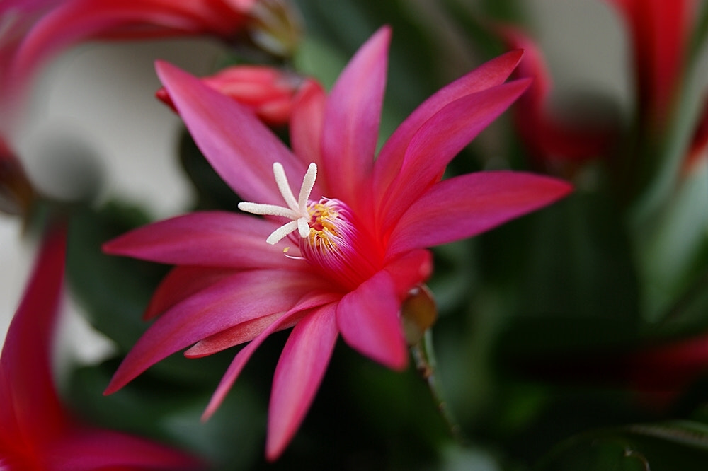 Sony DT 18-55mm F3.5-5.6 SAM sample photo. Easter cactus, hatiora gaertneri photography