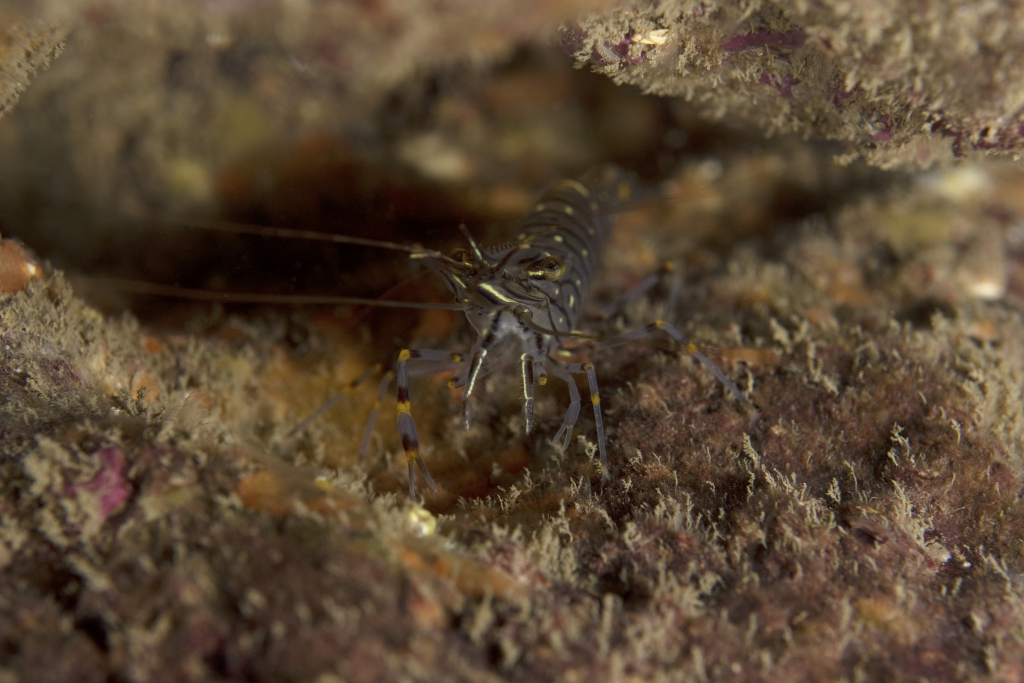 Nikon D7200 + Nikon AF Micro-Nikkor 60mm F2.8D sample photo. Common prawn photography