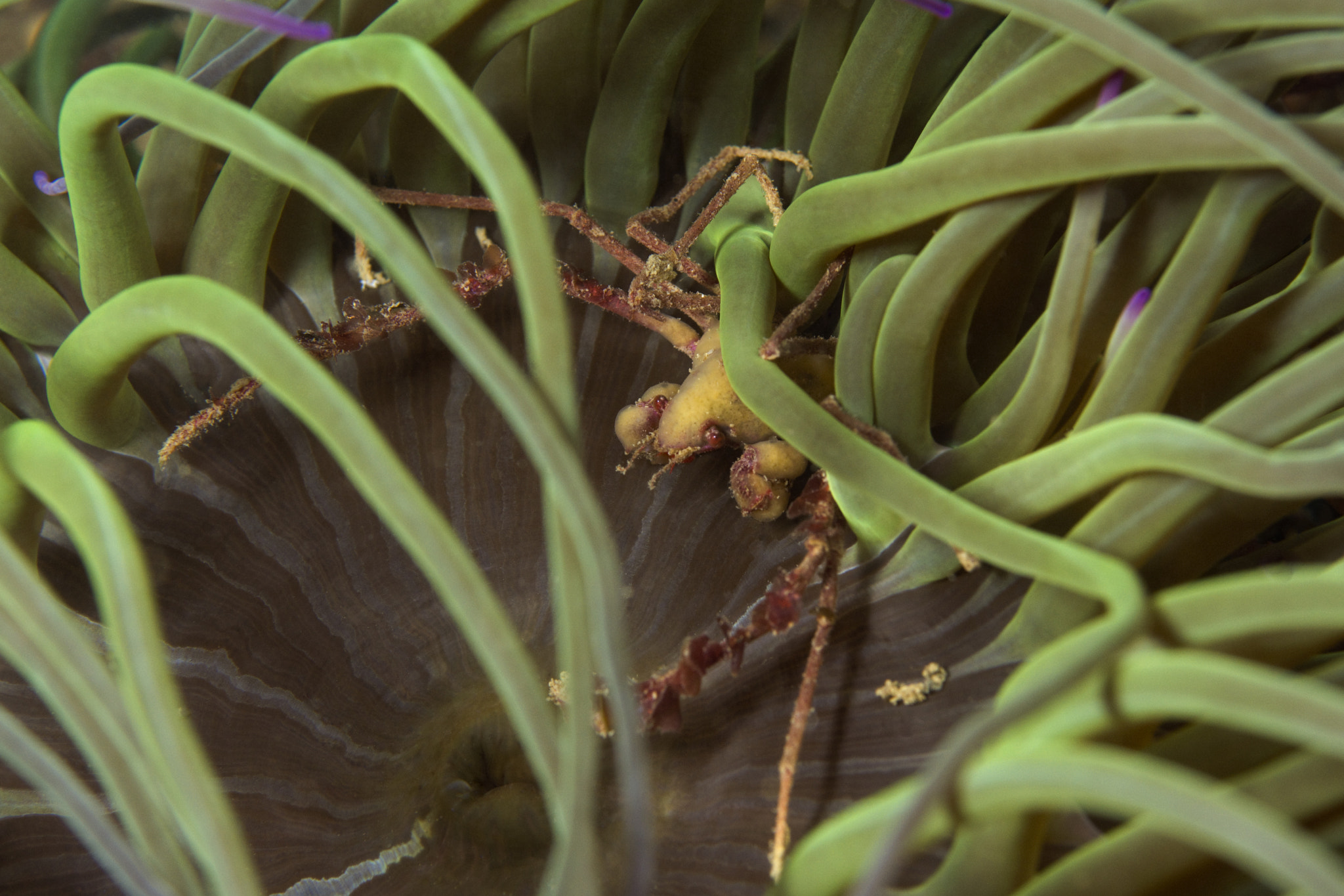 Nikon D7200 + Nikon AF Micro-Nikkor 60mm F2.8D sample photo. Scorpion spider crab photography