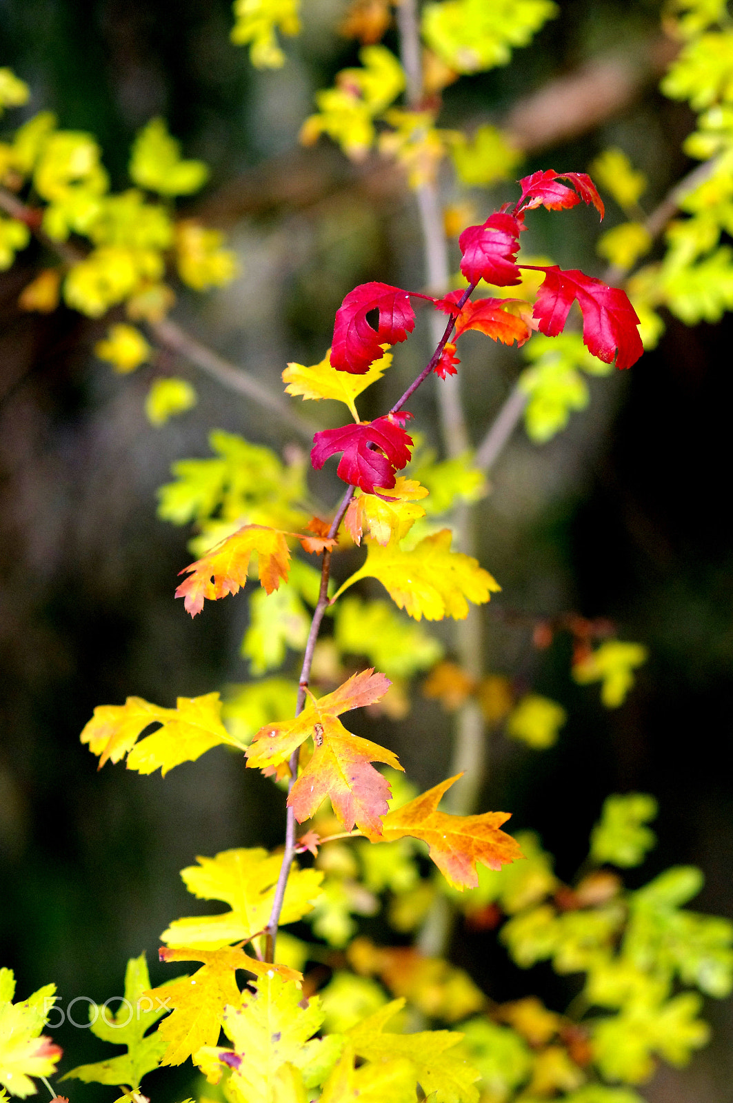 Pentax K-x + smc PENTAX-FA Macro 100mm F2.8 sample photo. Colors of fall photography