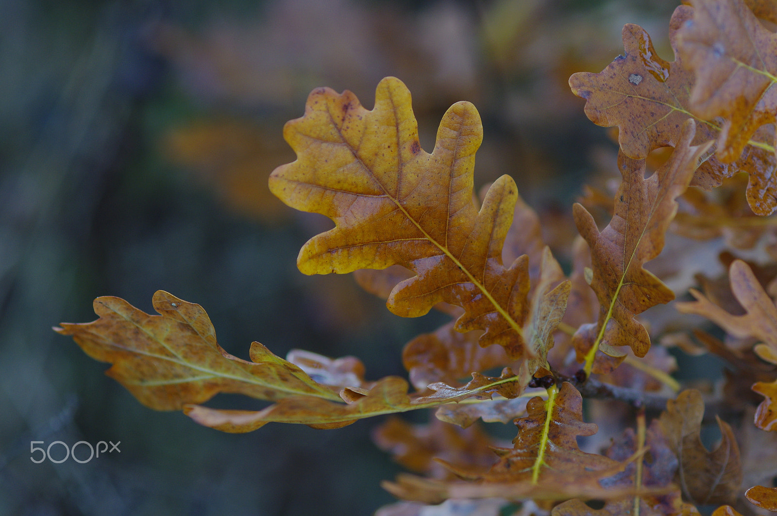 Pentax K-x + smc PENTAX-FA Macro 100mm F2.8 sample photo. Colors of fall photography