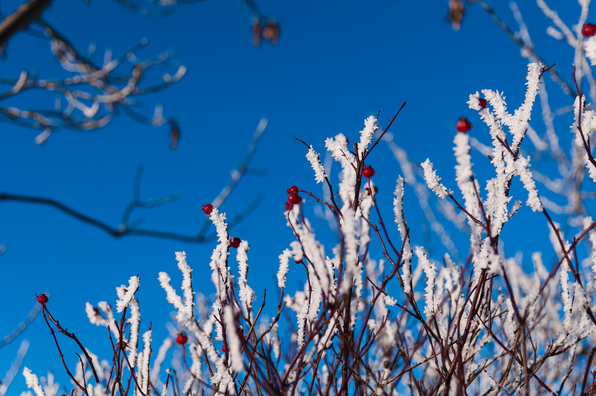 Sigma 17-70mm F2.8-4 DC Macro OS HSM | C sample photo. Colours of an winter day photography