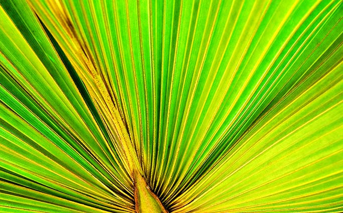 Canon EF 28-200mm F3.5-5.6 USM sample photo. Verde e amarelo photography