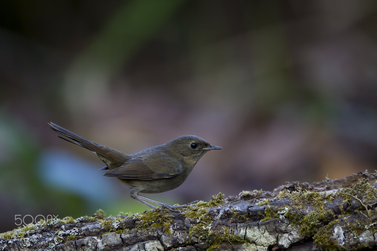 Nikon D4 sample photo. White-bellied redstart (f) photography