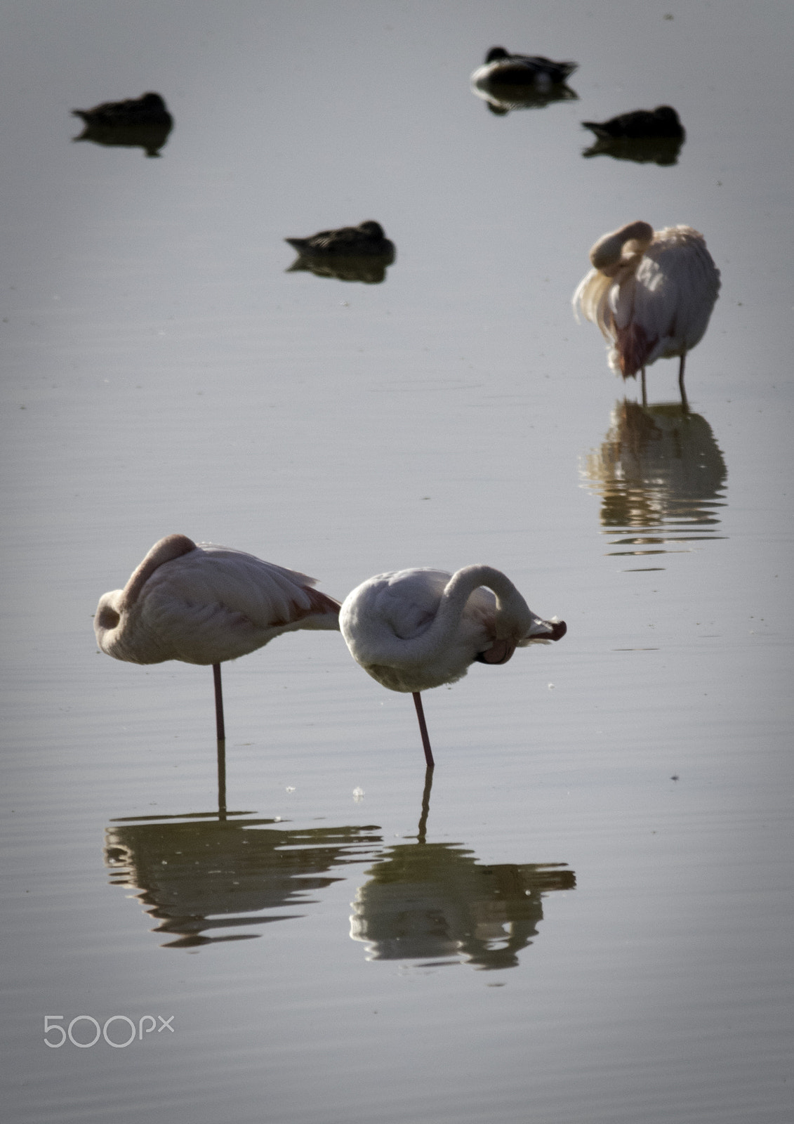 Sigma 150-500mm F5-6.3 DG OS HSM sample photo. Resting photography