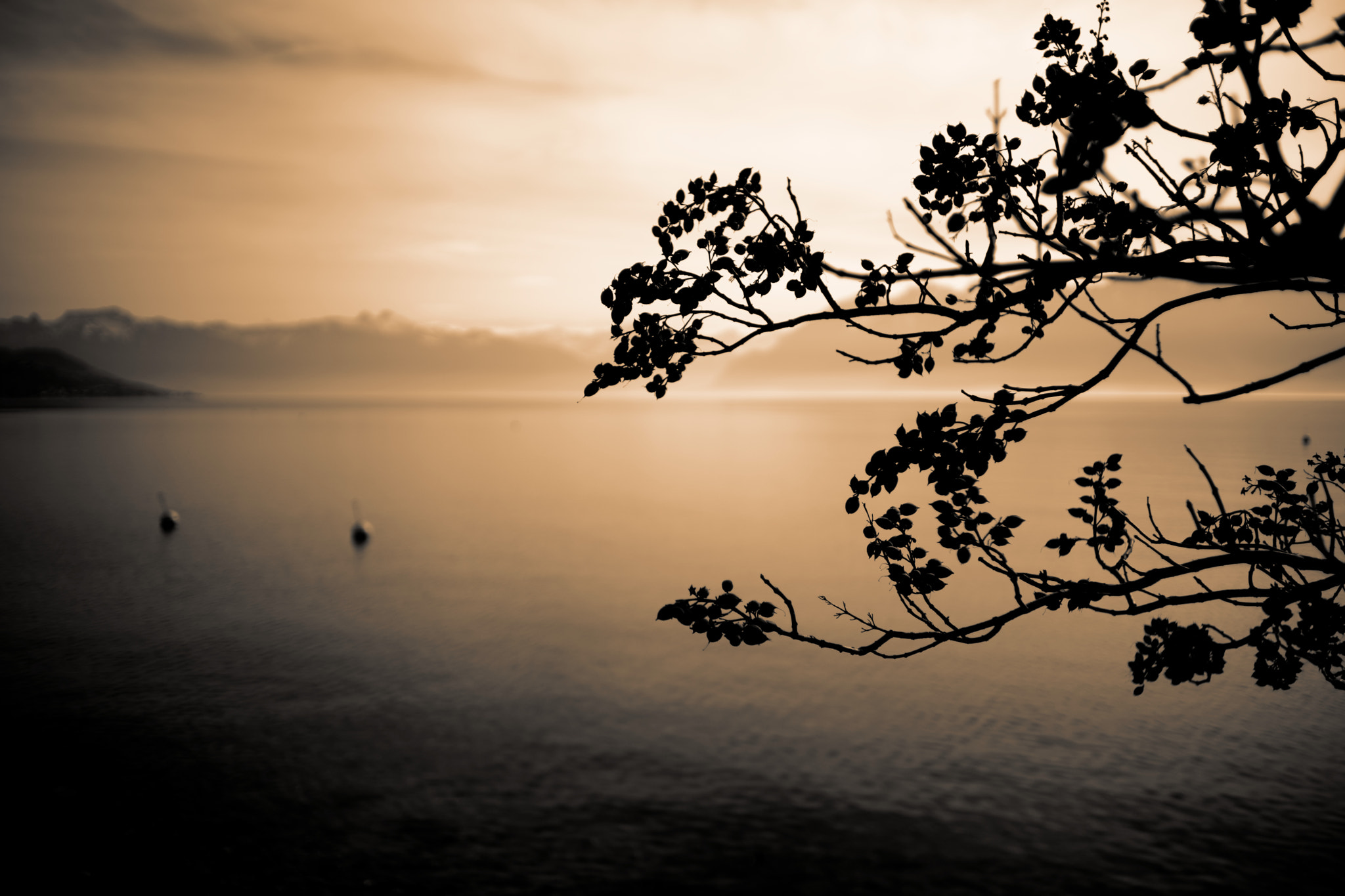 Sony a99 II + Sony 35mm F1.4 G sample photo. View on lake geneva and alps from lausanne, switzerland (2016-02-02, #6). toning sepia gold photography