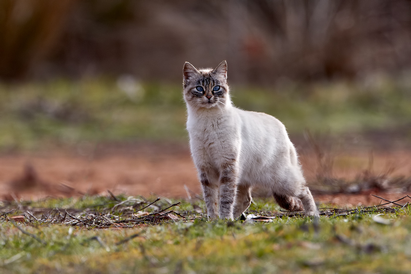 Canon EOS 70D + Canon EF 300mm F2.8L IS II USM sample photo. A small wild beast photography