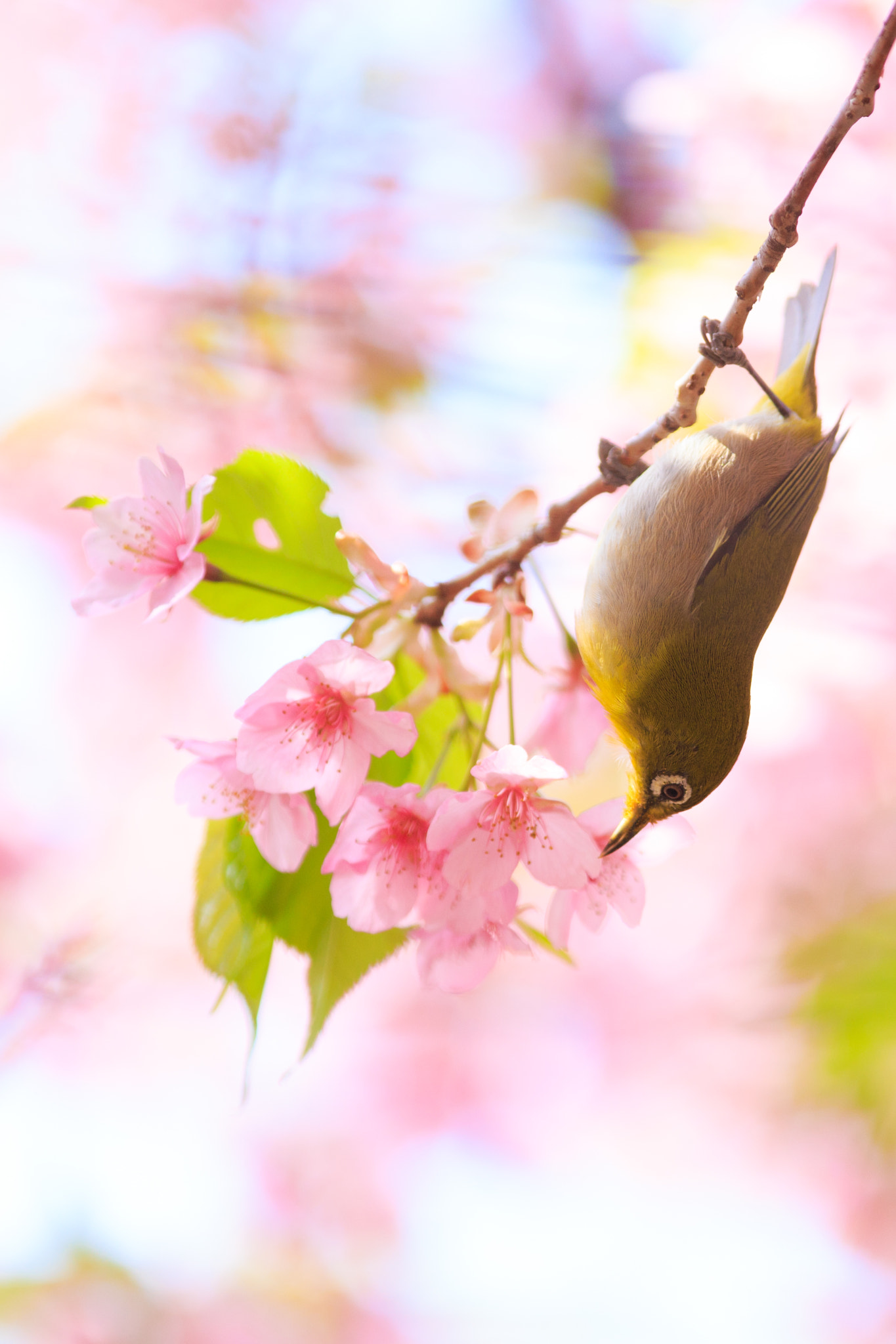 Tamron SP AF 180mm F3.5 Di LD (IF) Macro sample photo. Spring colors photography