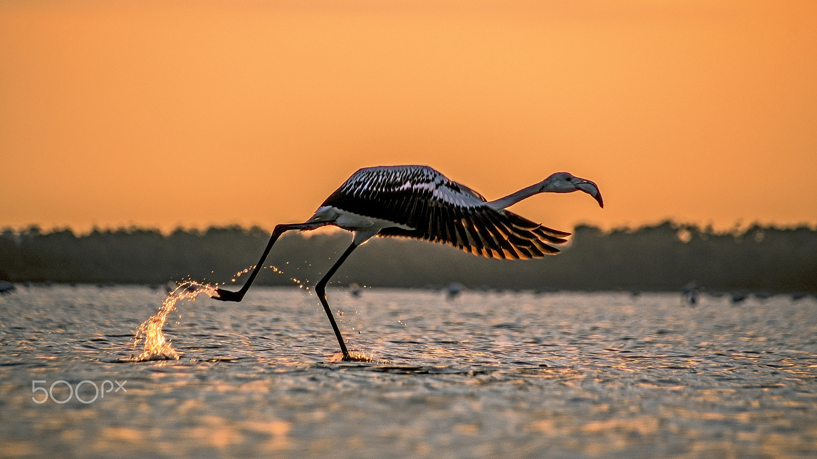 Sigma 18-250mm F3.5-6.3 DC OS HSM sample photo. A beautiful visitor photography