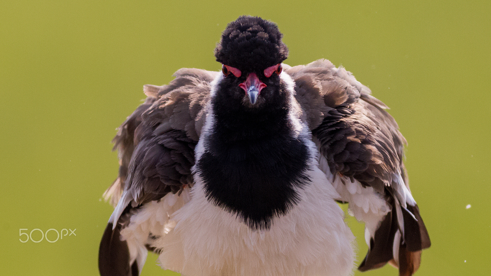 Canon EOS-1D Mark IV + Canon EF 400mm F5.6L USM sample photo. Red-wattled lapwing photography
