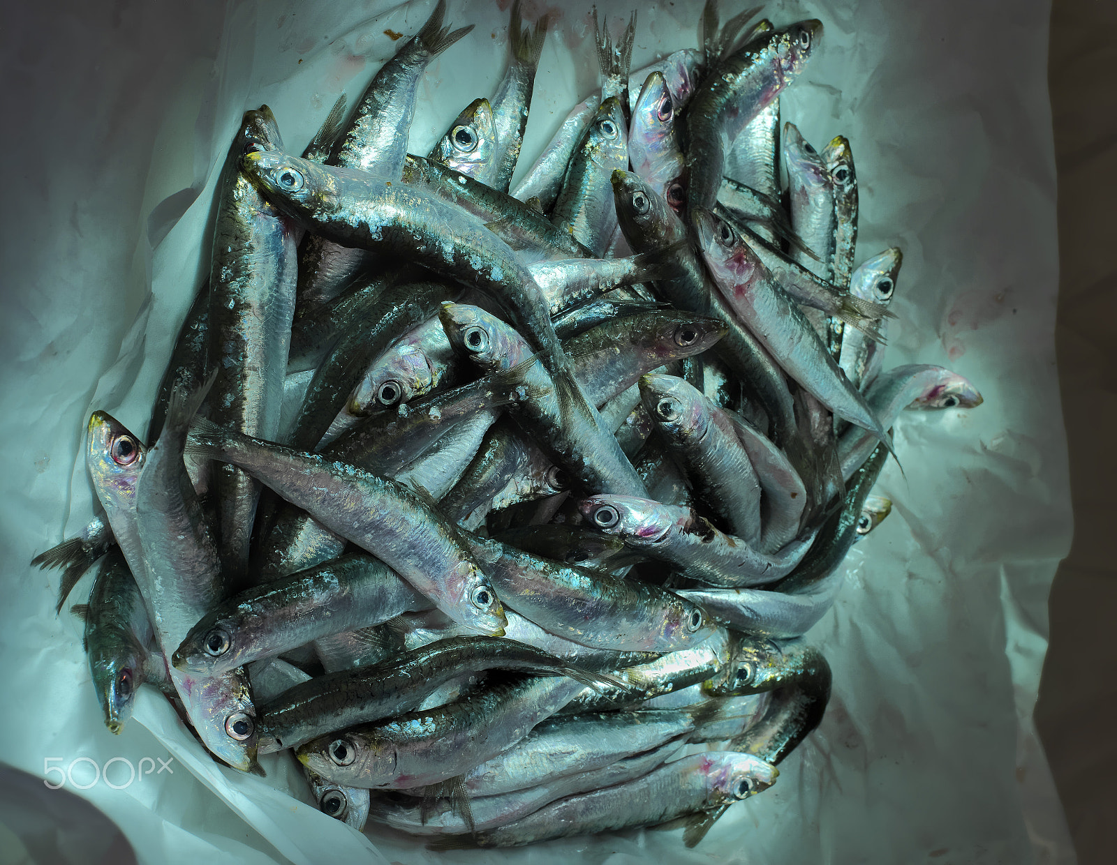 Hasselblad H3DII-22 sample photo. Sardines and fish market in italy photography