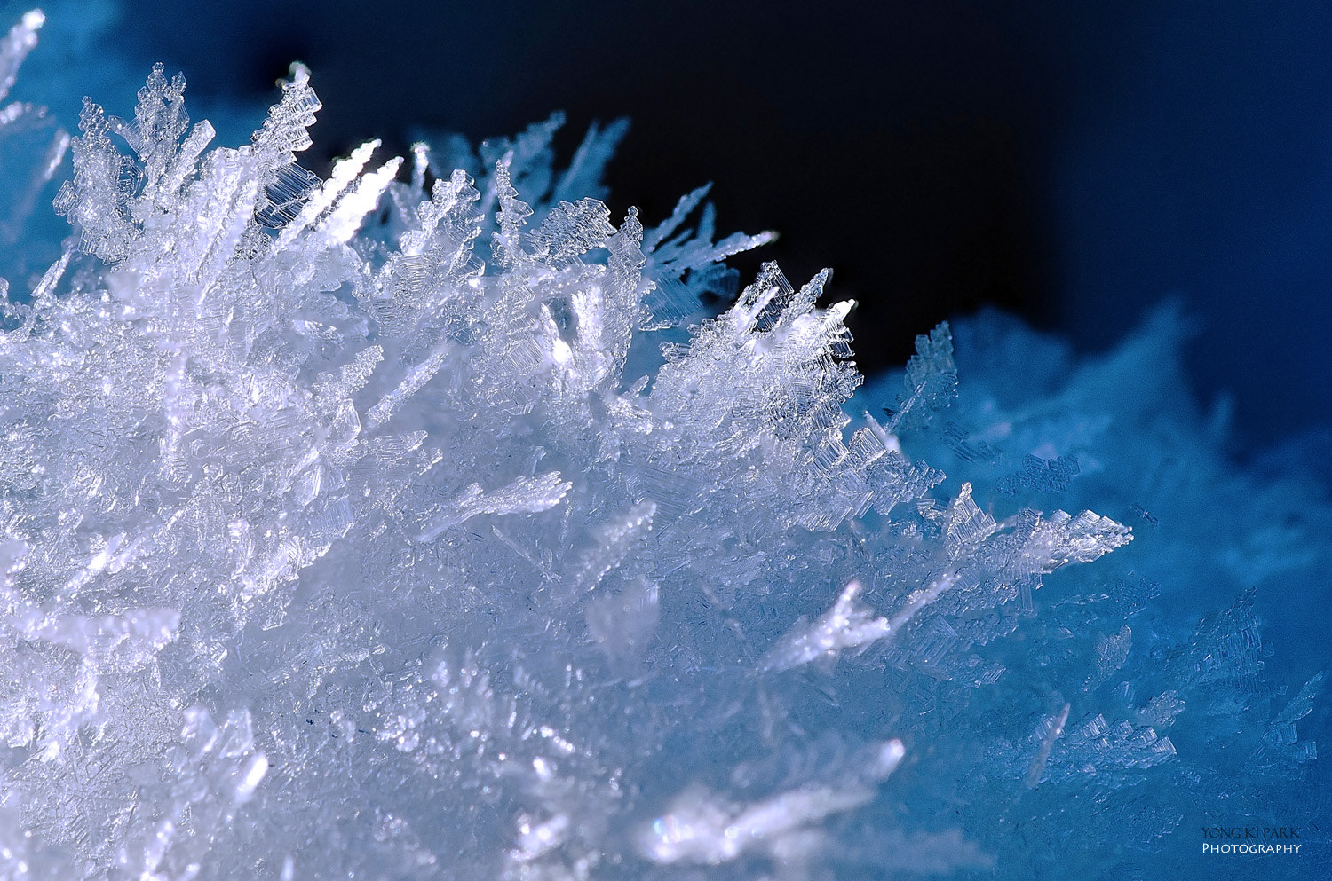 Pentax K-5 + Pentax smc D-FA 100mm F2.8 macro sample photo. Whispering of the snow crystal flowers photography