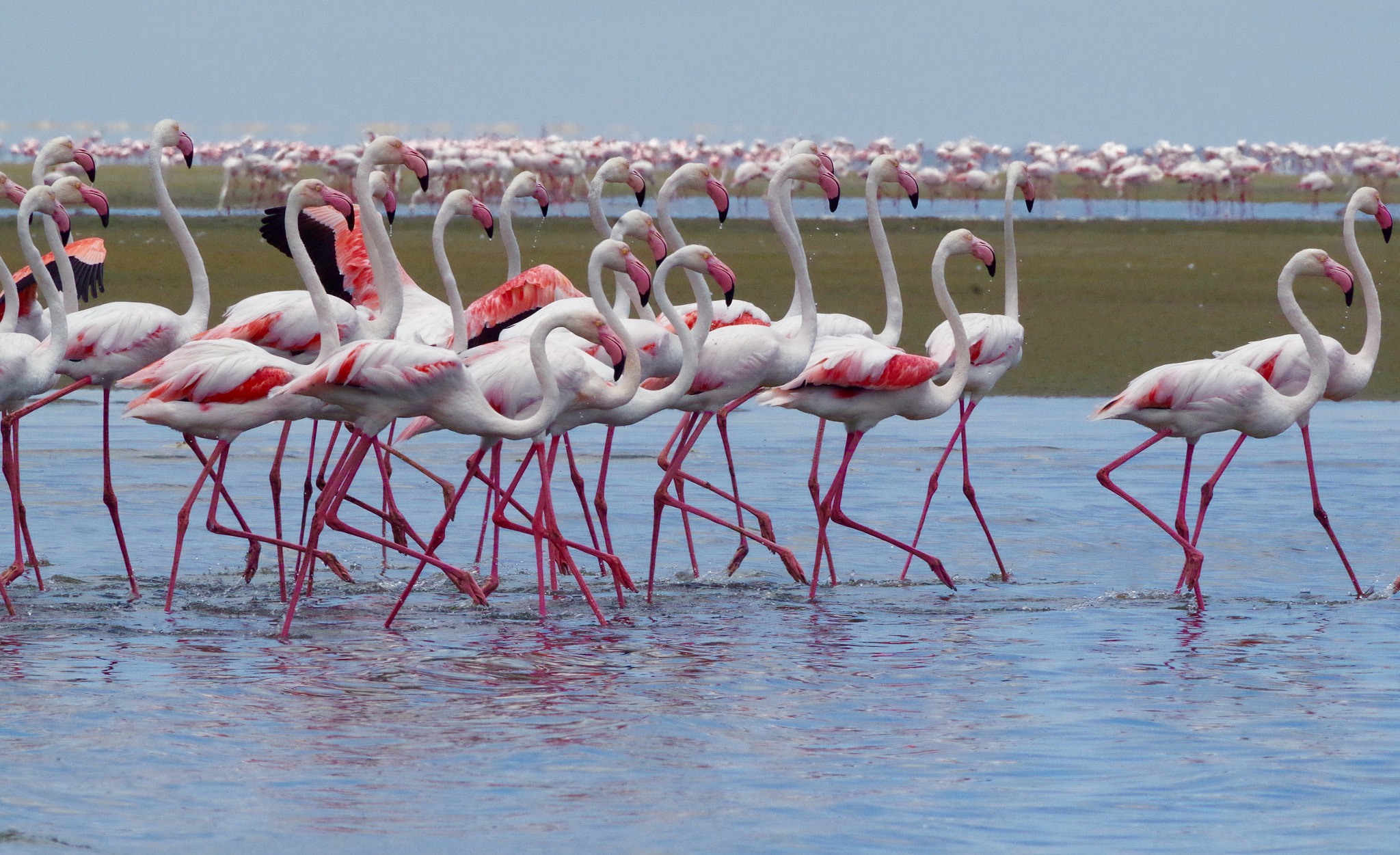 Pentax smc DA* 300mm F4.0 ED (IF) SDM sample photo. Flamingos in line photography