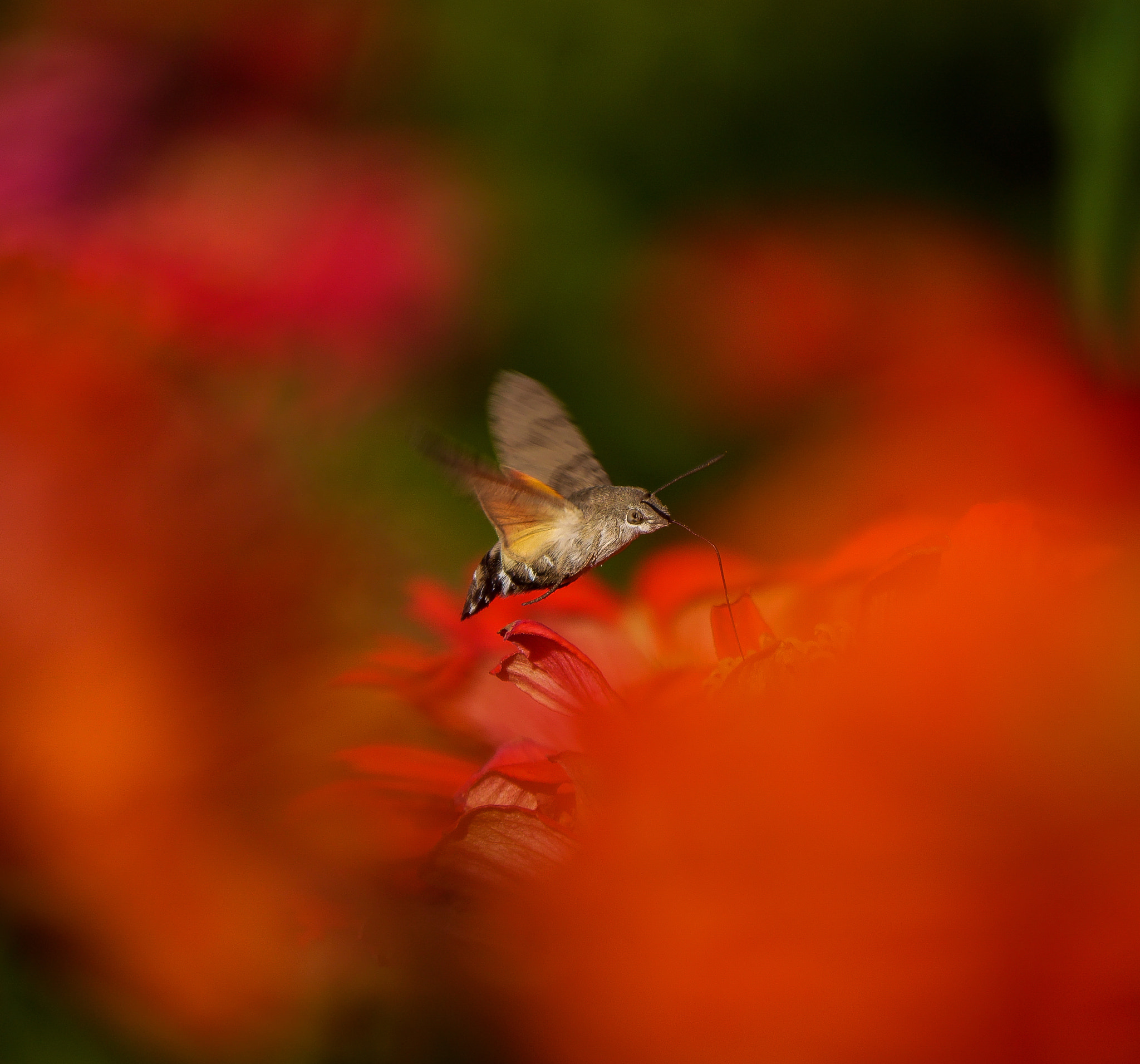 Panasonic Lumix DMC-GH3 sample photo. Free as a bird - hummingbird hawk-moth & zinnia photography