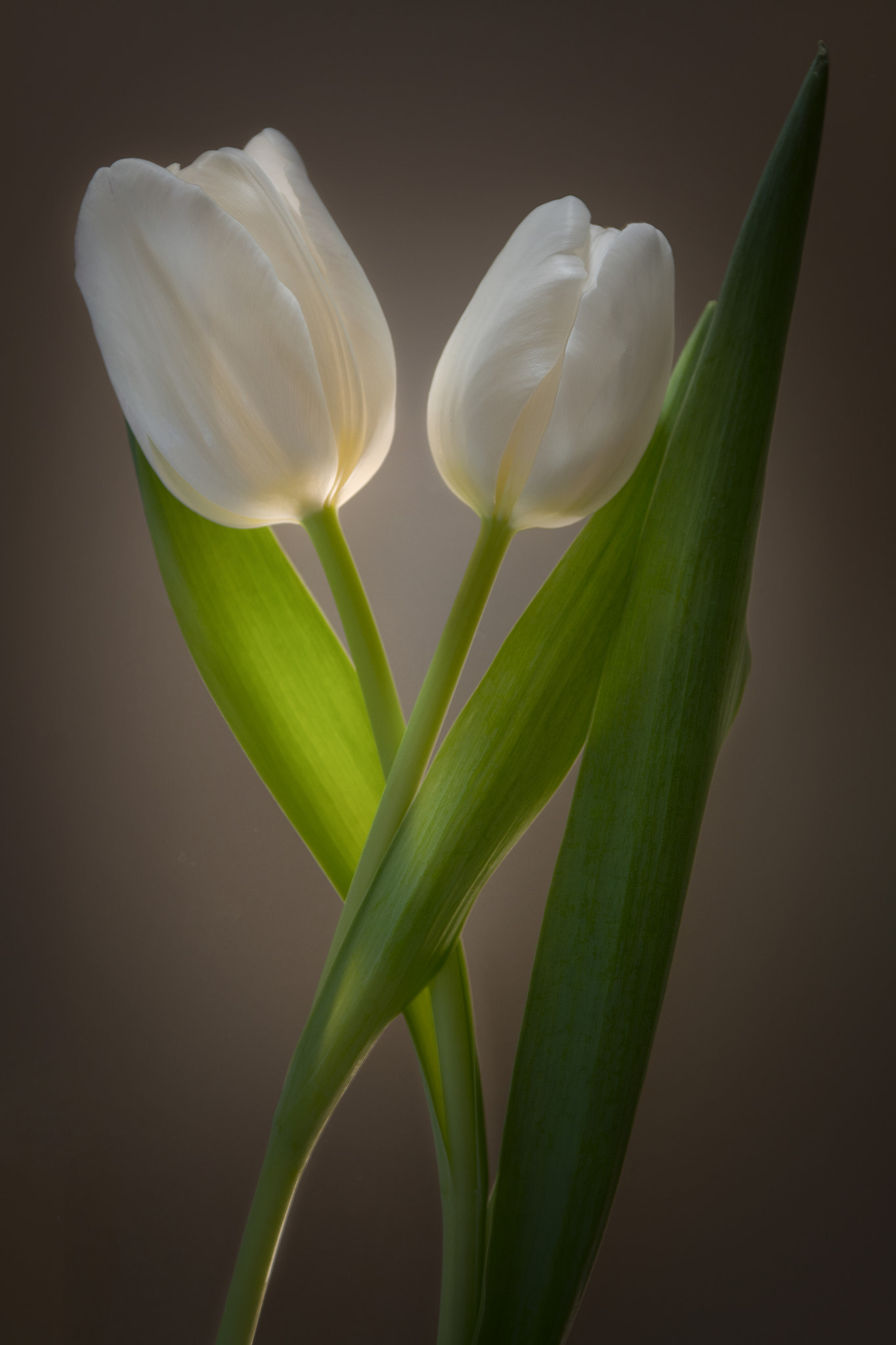 Nikon AF-S Nikkor 28-70mm F2.8 ED-IF sample photo. Two white tulips photography