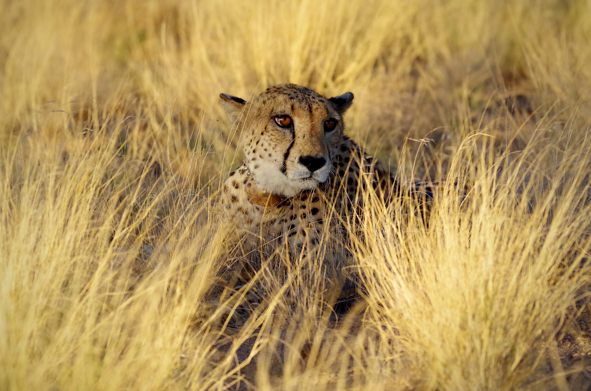 Pentax smc DA* 300mm F4.0 ED (IF) SDM sample photo. Cheetah chillaxed photography