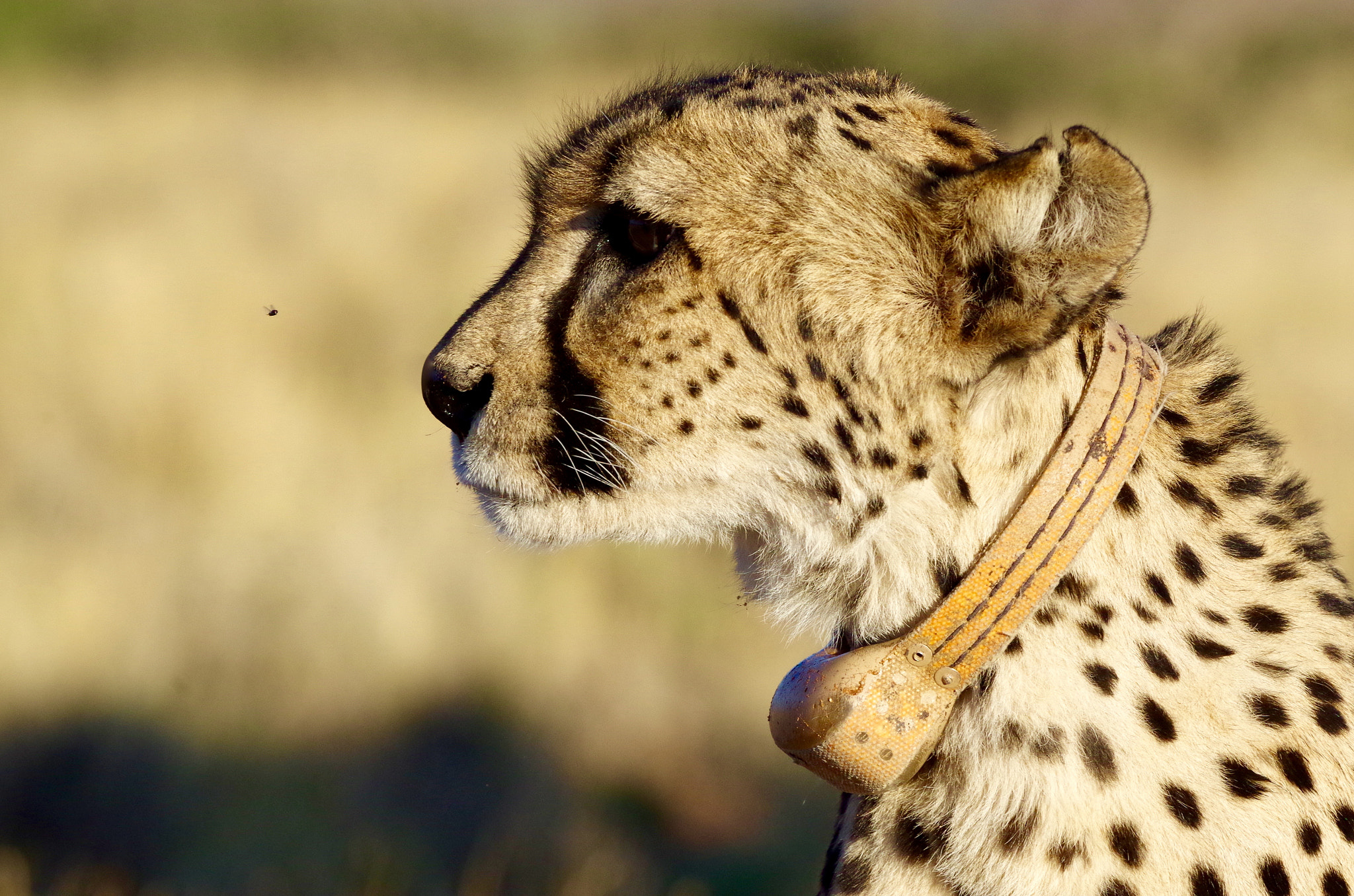 Pentax smc DA* 300mm F4.0 ED (IF) SDM sample photo. The cheetah and the fly photography