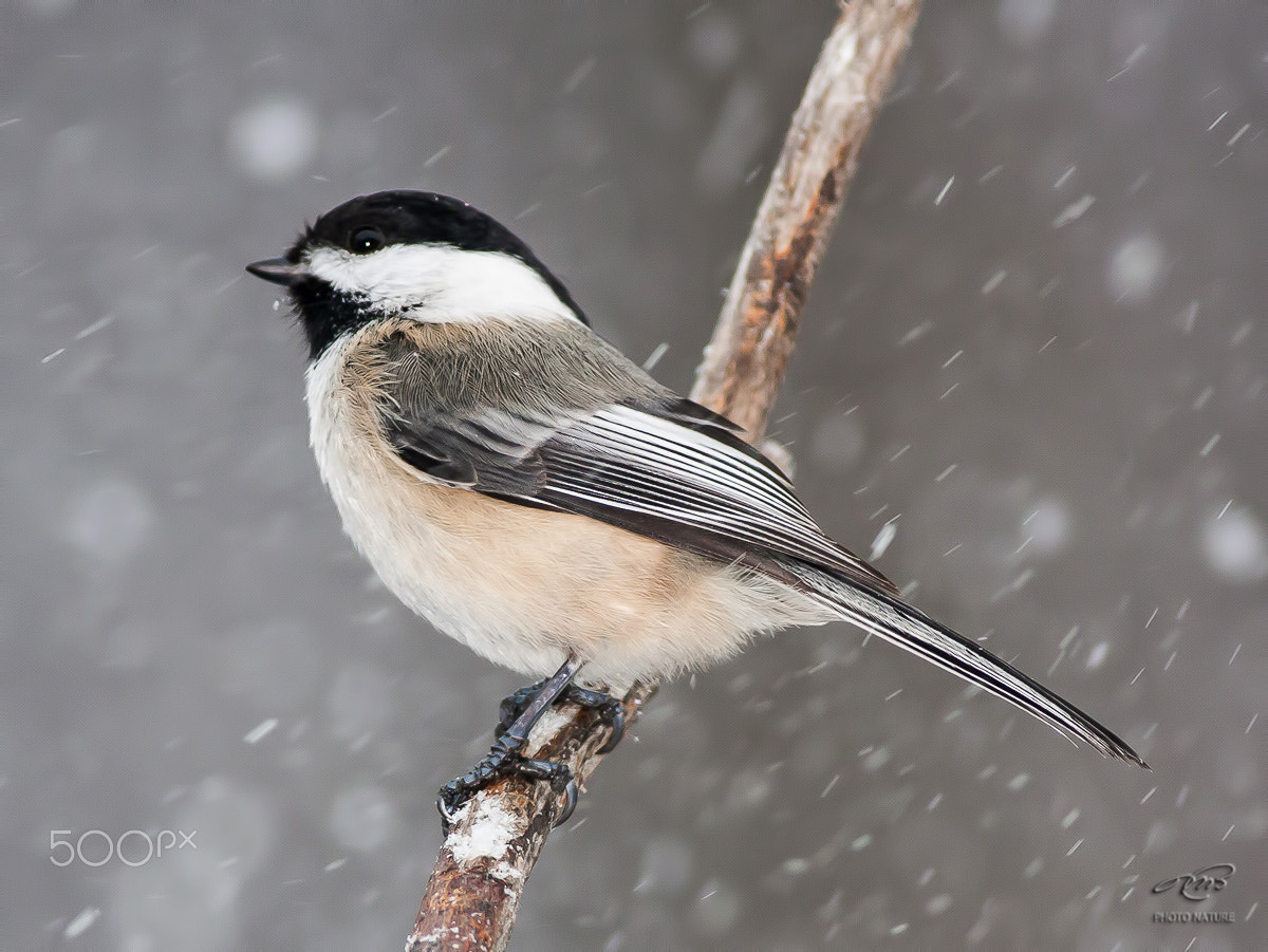 Canon EOS 40D + Canon EF 400mm F5.6L USM sample photo. Black-capped chickadee photography