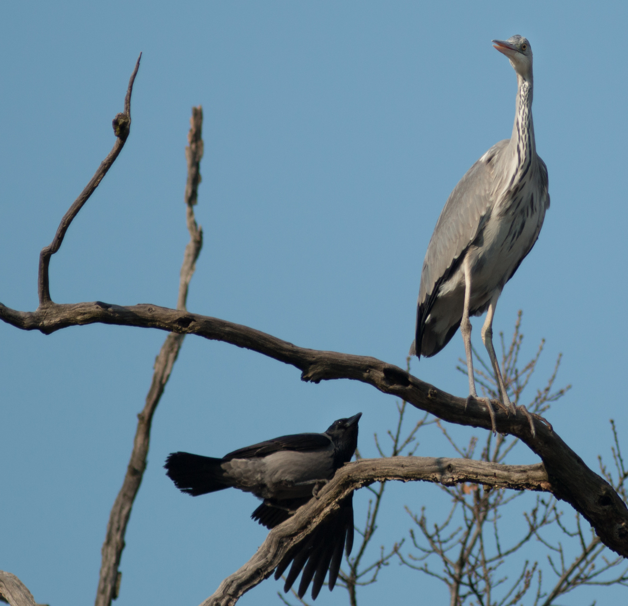 Canon EOS 70D + Canon EF 300mm f/4L sample photo. Angry bird photography