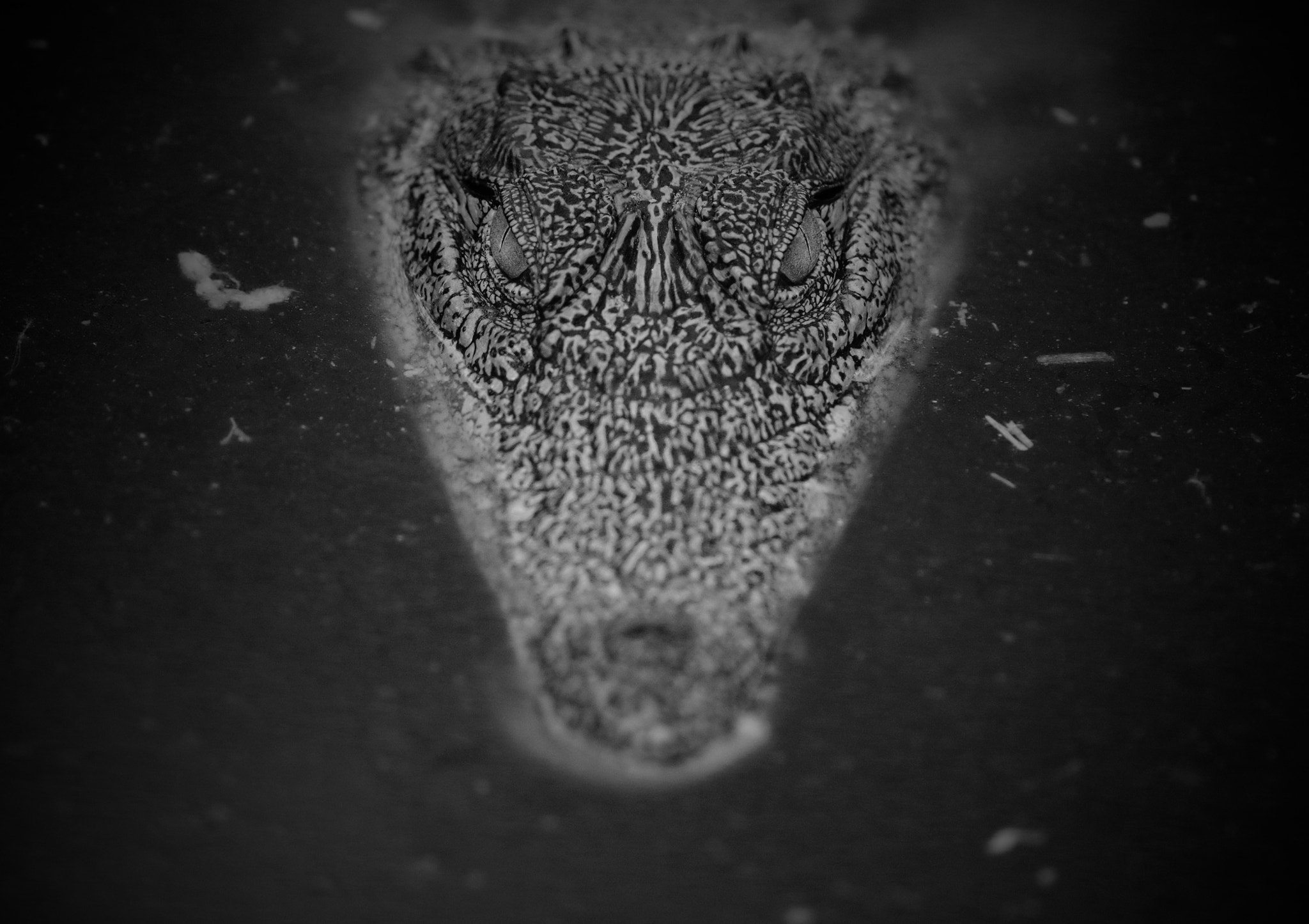 Pentax smc DA* 300mm F4.0 ED (IF) SDM sample photo. Crocodile farming, namibia photography