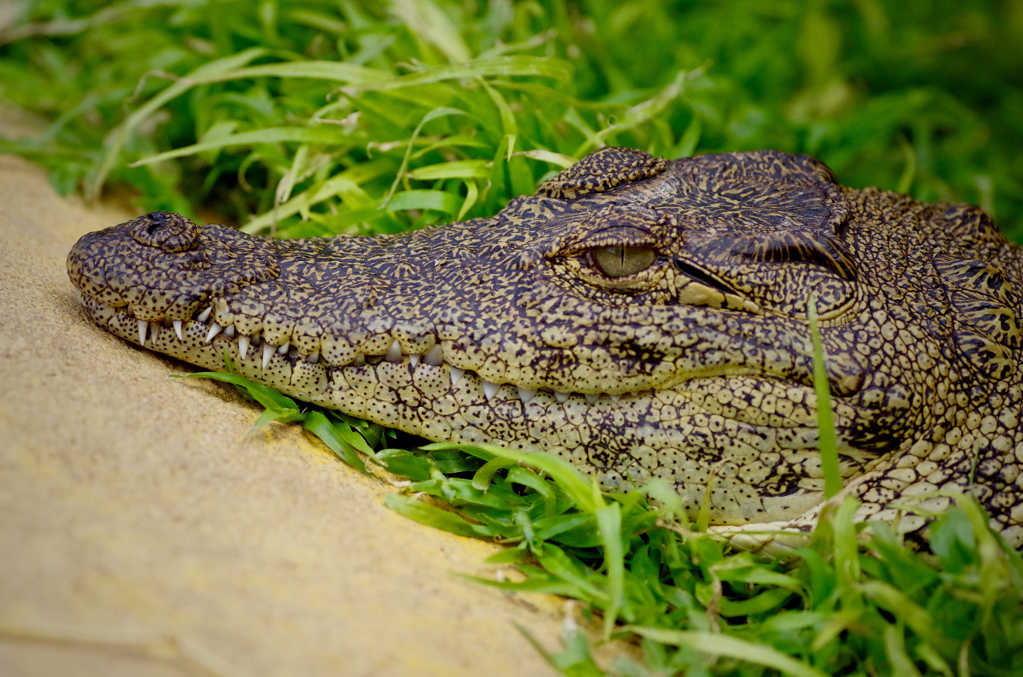 Pentax smc DA* 300mm F4.0 ED (IF) SDM sample photo. Crocodile farming, namibia photography