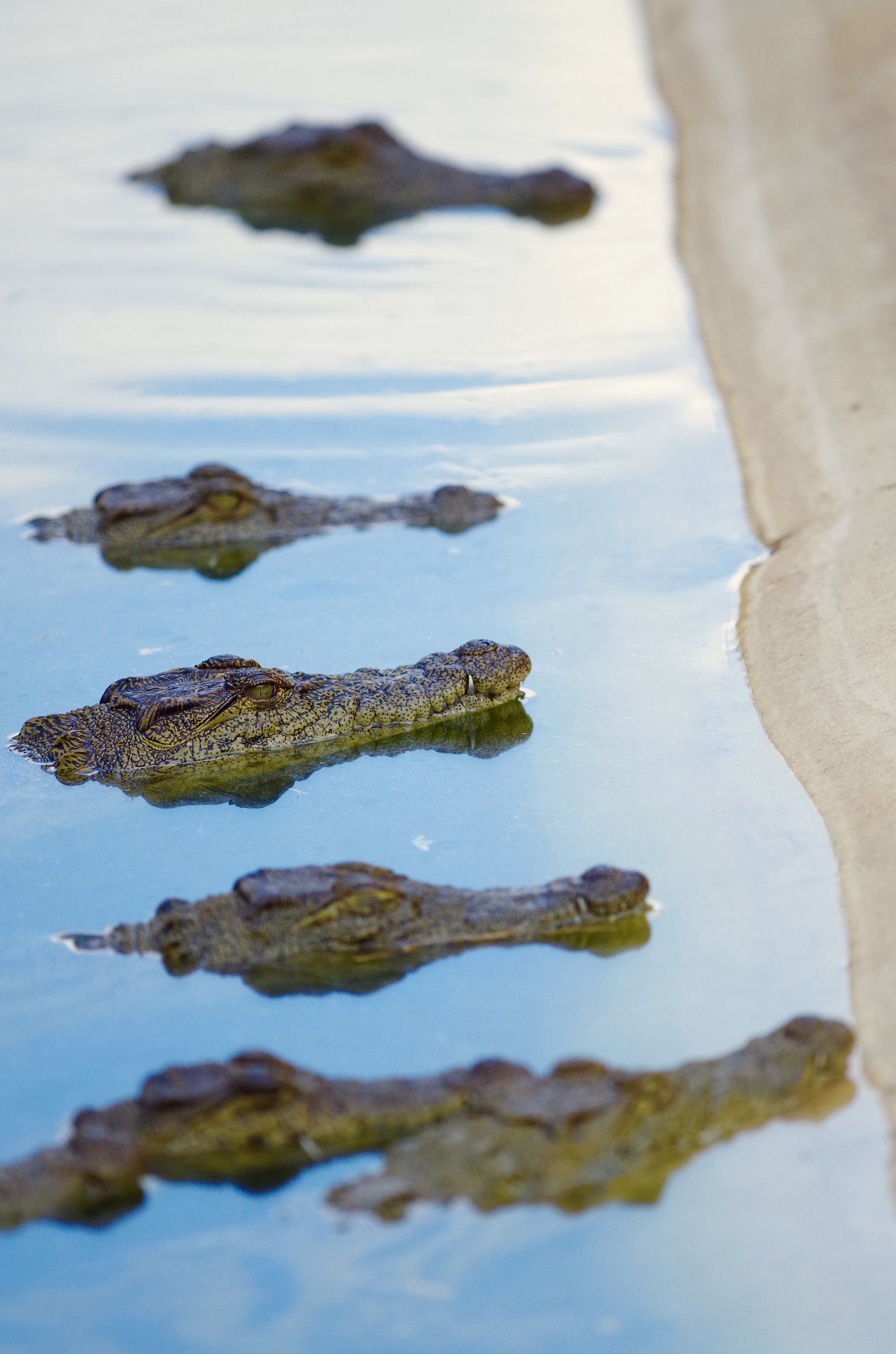 Pentax smc DA* 300mm F4.0 ED (IF) SDM sample photo. Crocodile farming, namibia photography