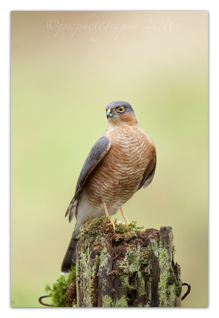 Canon EF 600mm f/4L IS sample photo. Male sparrowhawk photography