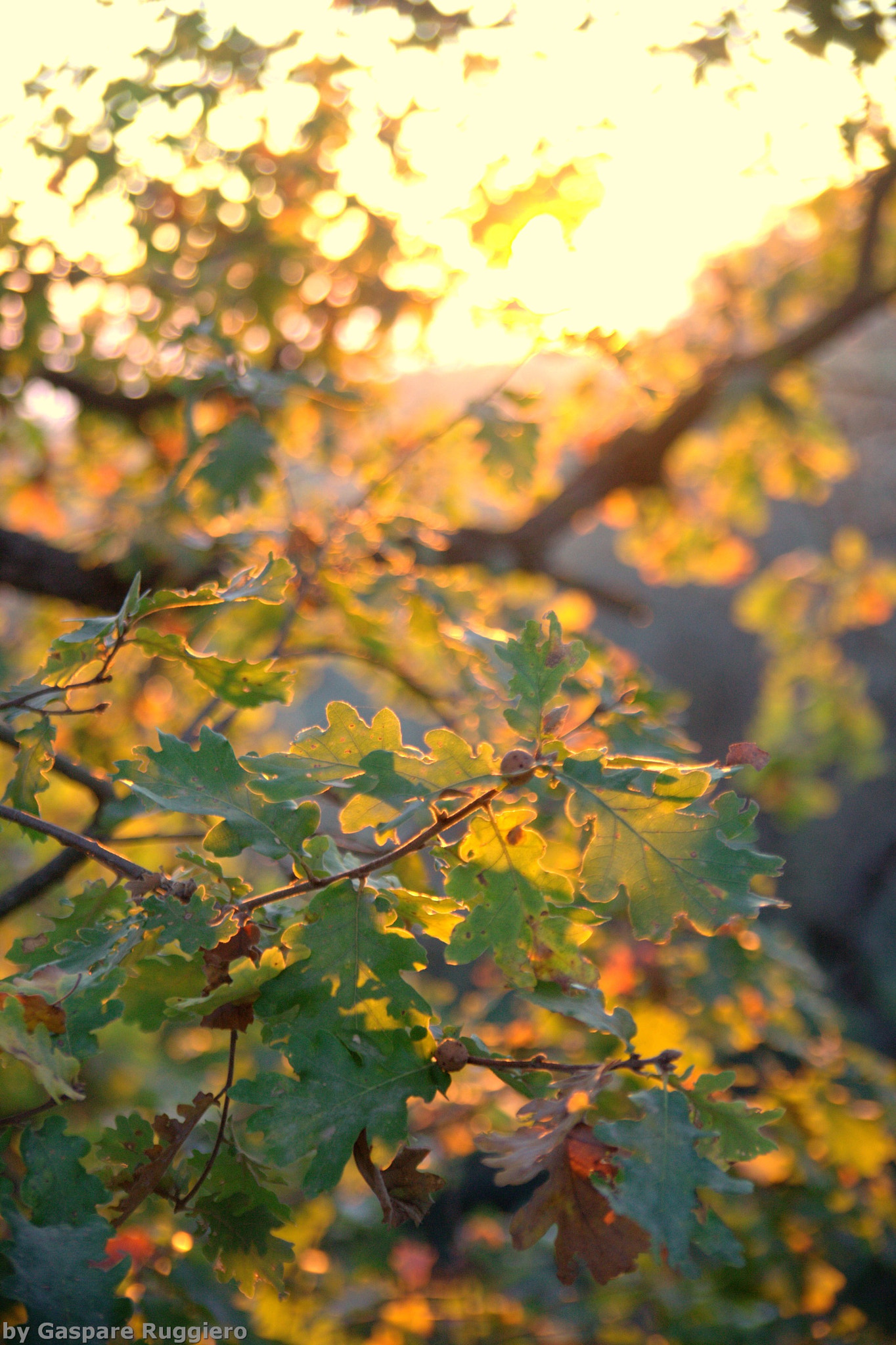 Canon EF 28-105mm F4.0-5.6 USM sample photo. Goldenlight photography