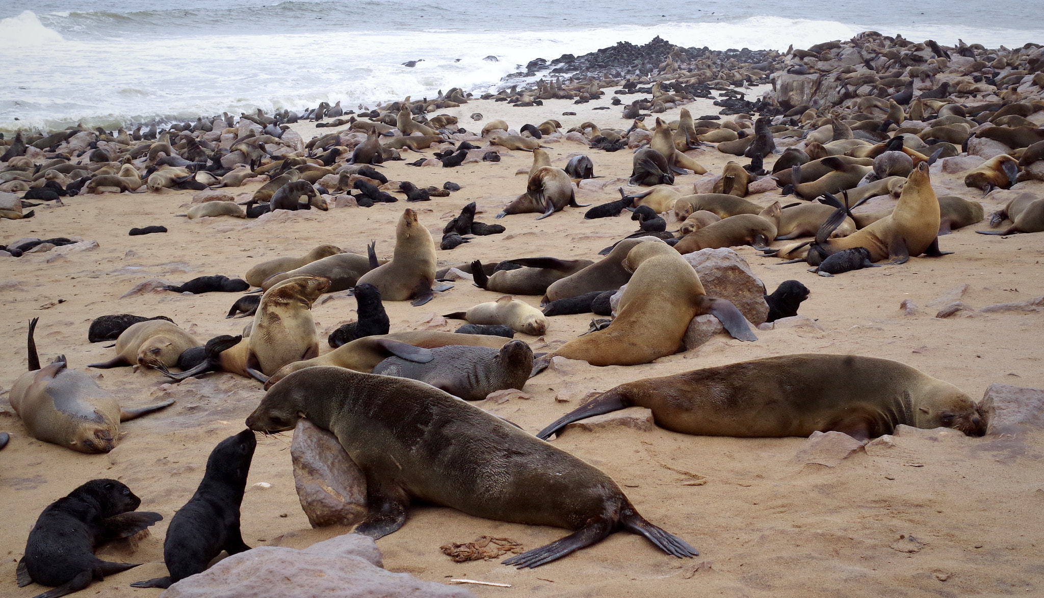 Pentax K-30 + Pentax smc DA 35mm F2.4 AL sample photo. Cape fur seal colony, namibia photography