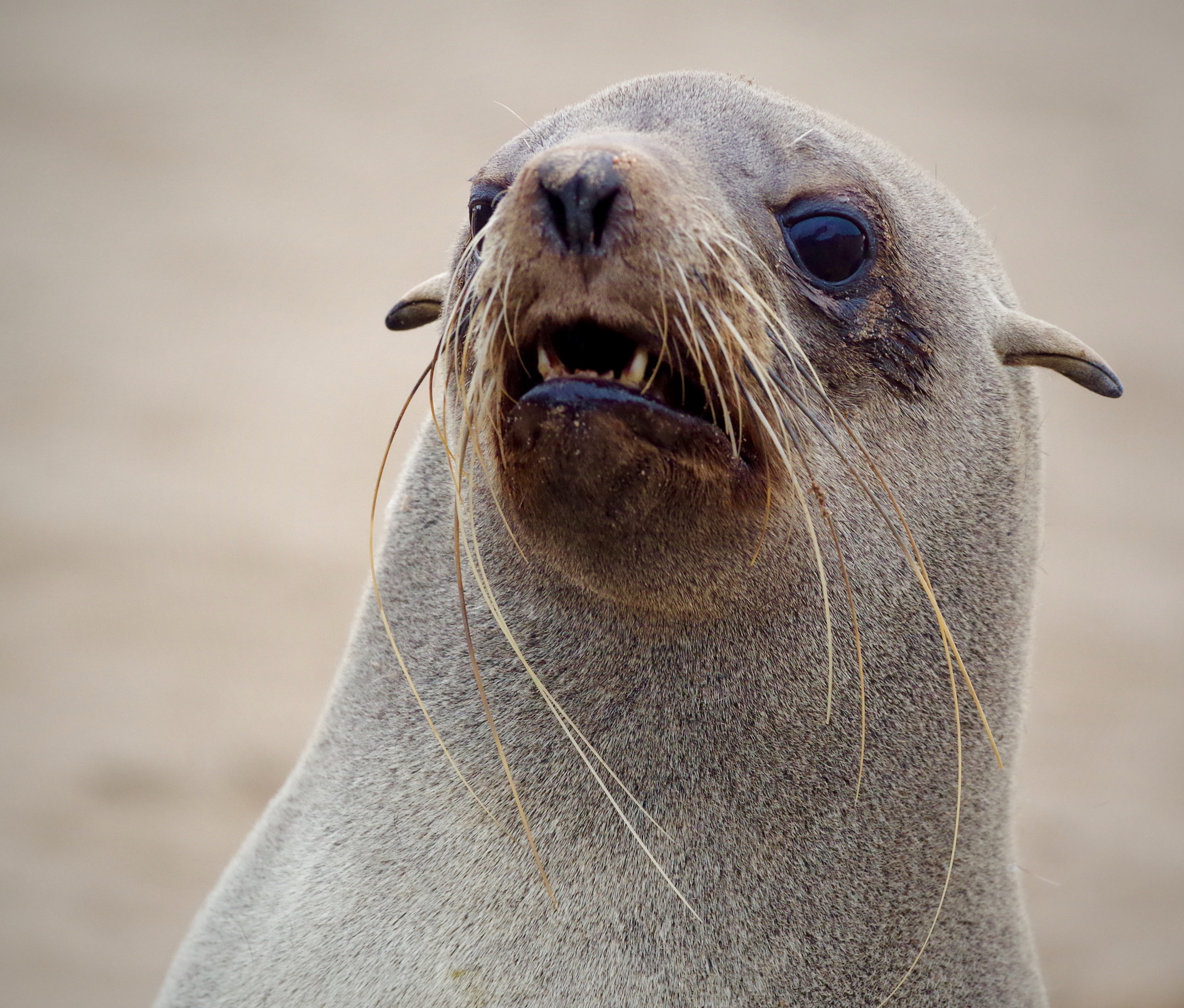 Pentax smc DA* 300mm F4.0 ED (IF) SDM sample photo. Cape fur seal colony, namibia photography