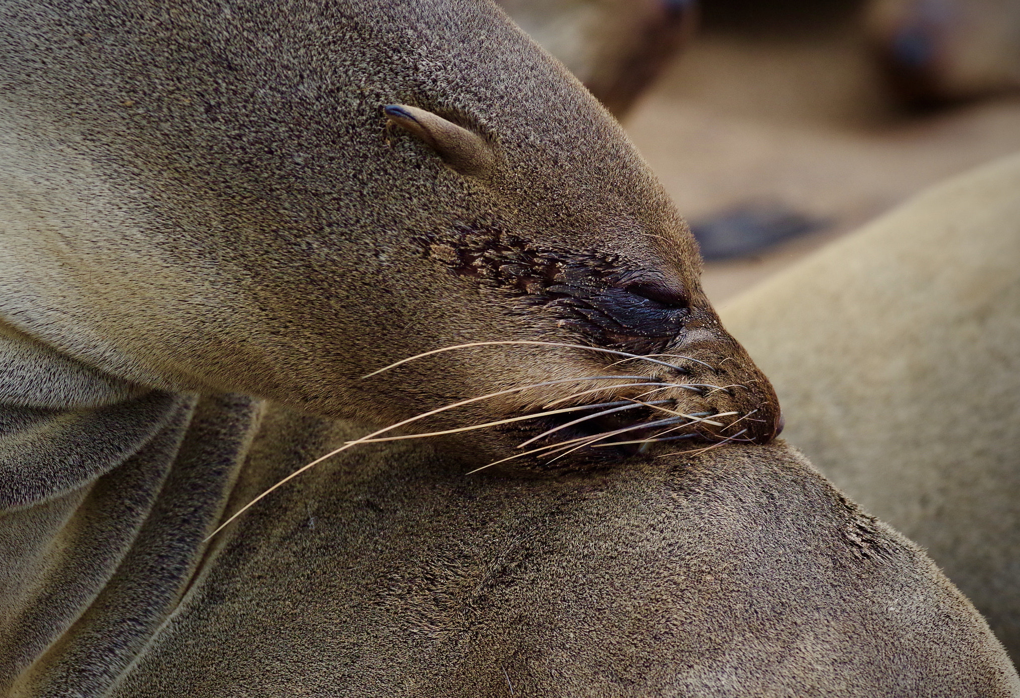 Pentax smc DA* 300mm F4.0 ED (IF) SDM sample photo. Cape fur seal colony, namibia photography