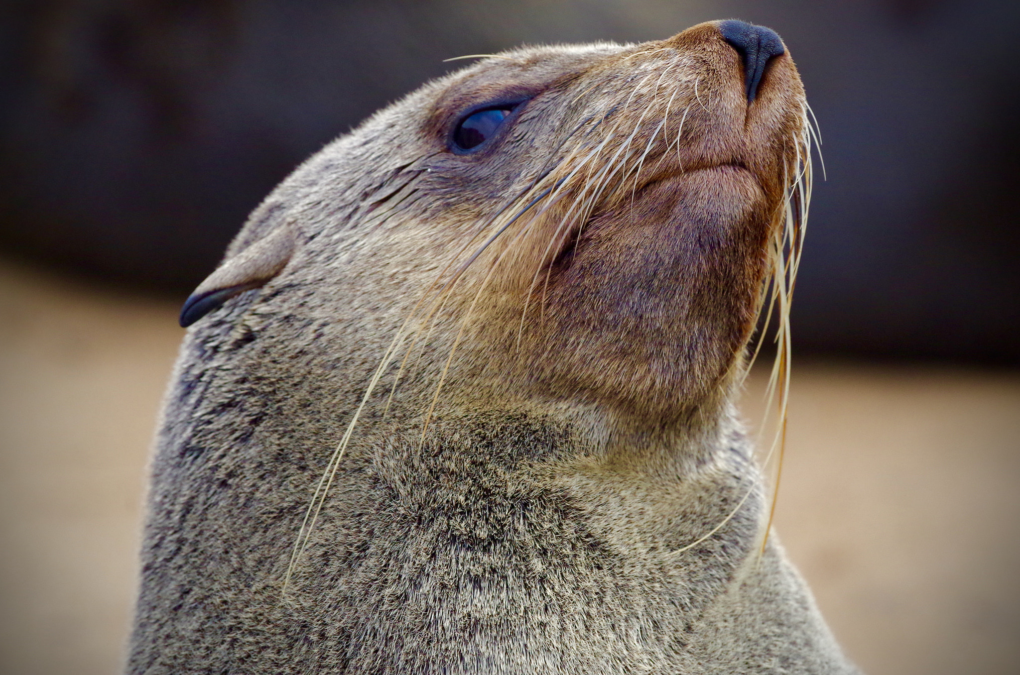 Pentax smc DA* 300mm F4.0 ED (IF) SDM sample photo. Cape fur seal colony, namibia photography