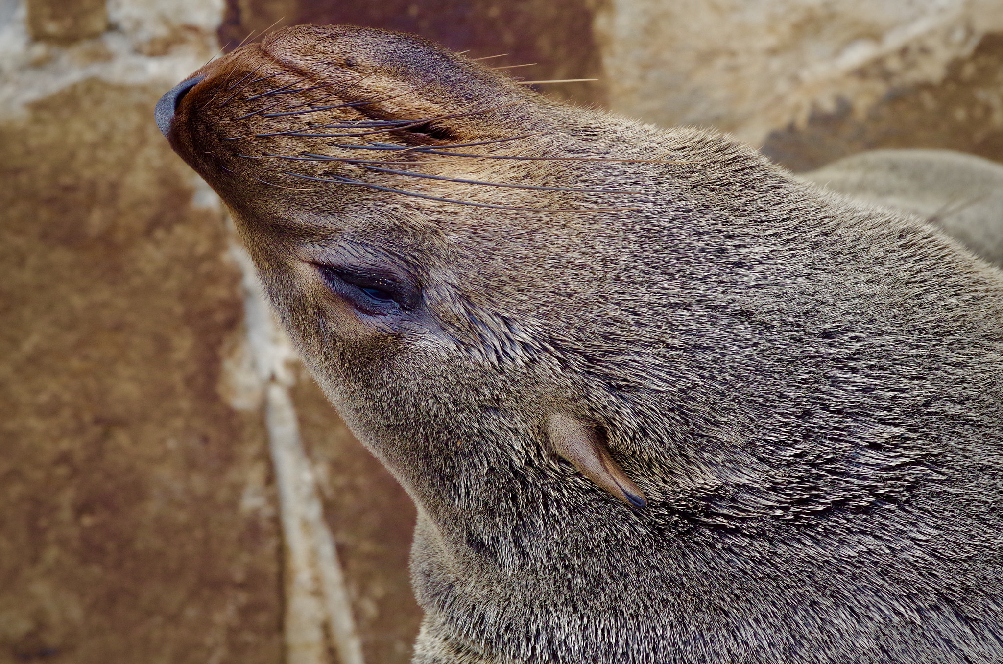 Pentax smc DA* 300mm F4.0 ED (IF) SDM sample photo. Cape fur seal colony, namibia photography