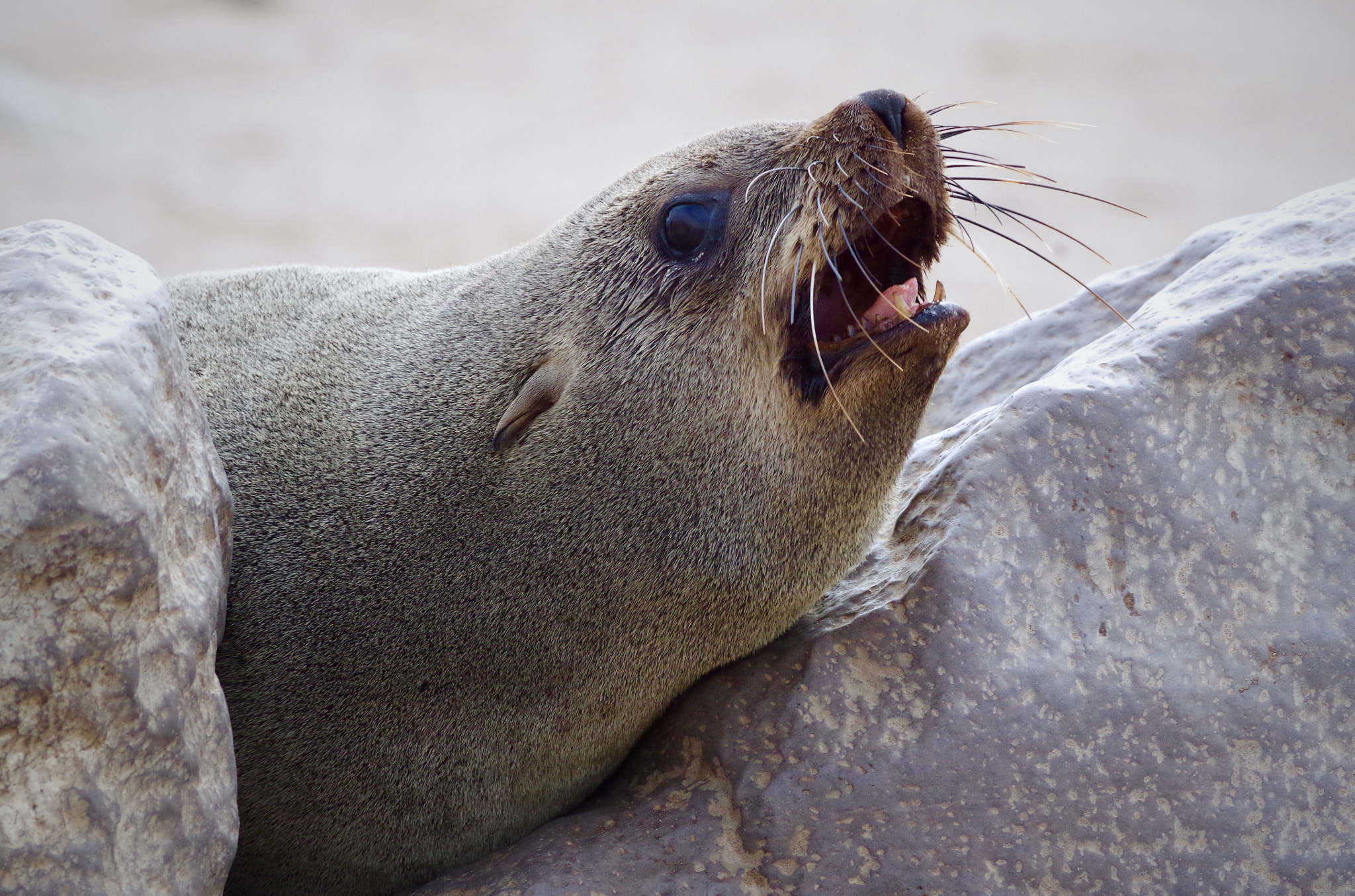 Pentax smc DA* 300mm F4.0 ED (IF) SDM sample photo. Cape fur seal colony, namibia photography