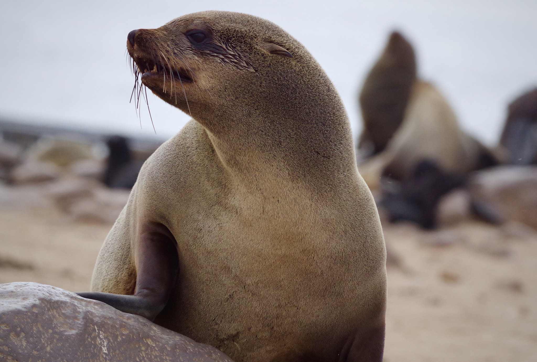 Pentax smc DA* 300mm F4.0 ED (IF) SDM sample photo. Cape fur seal colony, namibia photography