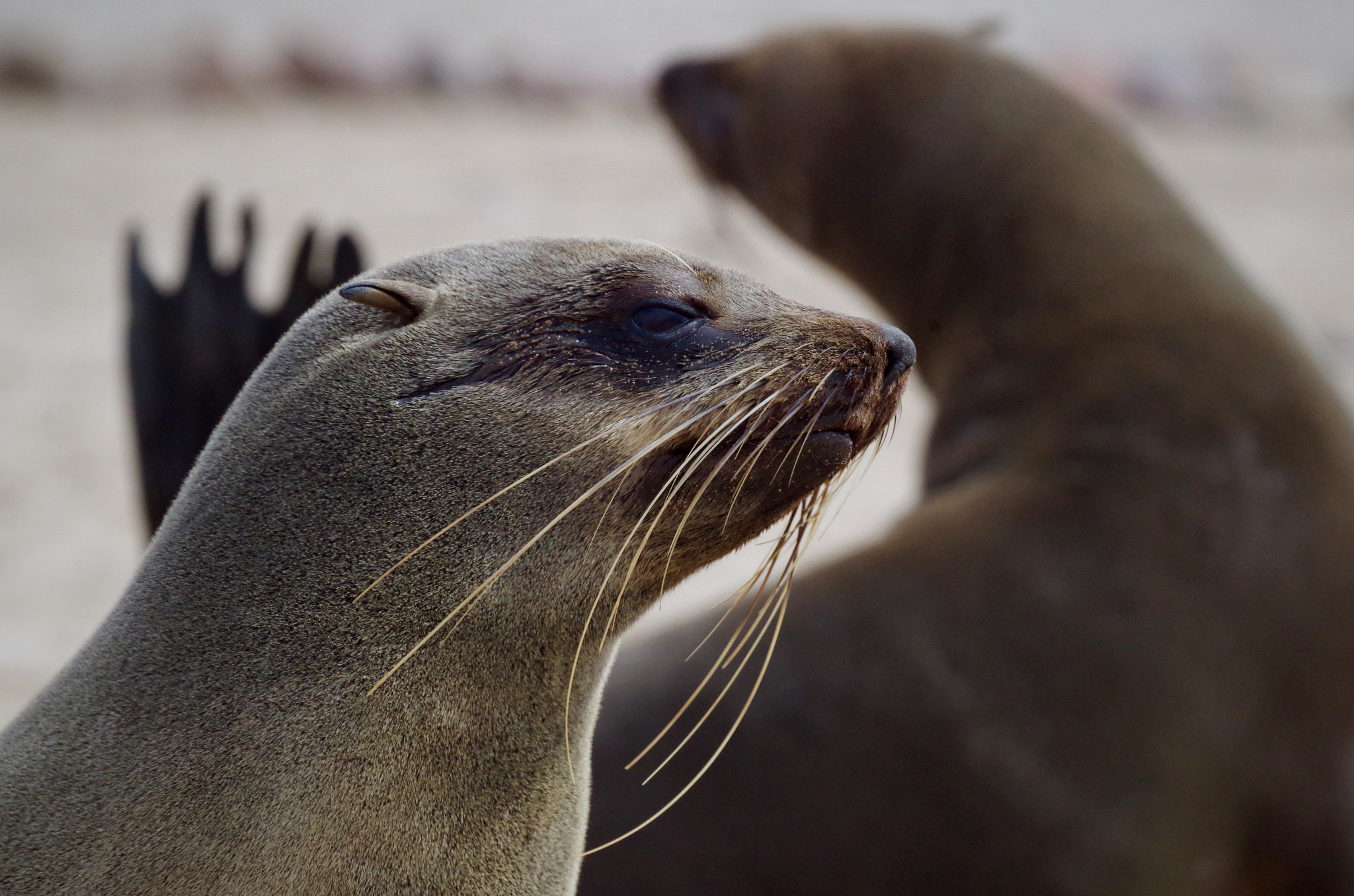 Pentax smc DA* 300mm F4.0 ED (IF) SDM sample photo. Cape fur seal colony, namibia photography