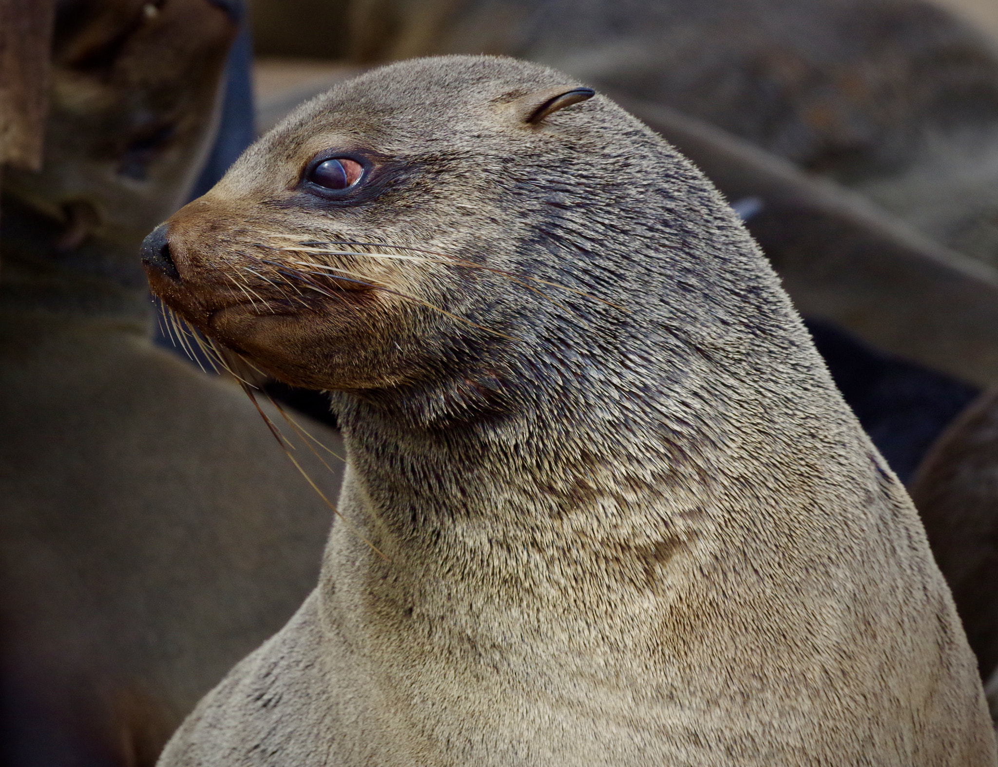 Pentax smc DA* 300mm F4.0 ED (IF) SDM sample photo. Cape fur seal colony, namibia photography
