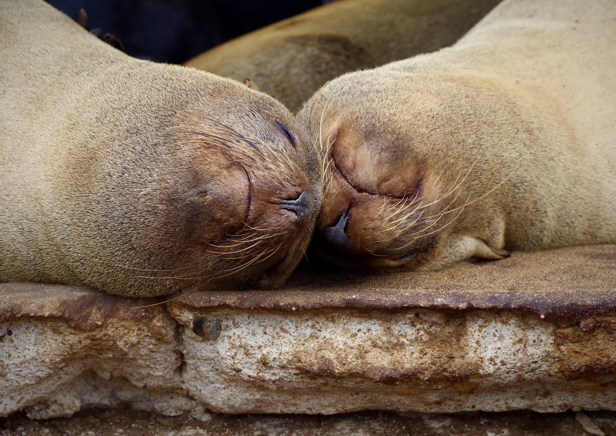 Pentax smc DA* 300mm F4.0 ED (IF) SDM sample photo. Cape fur seal colony, namibia photography