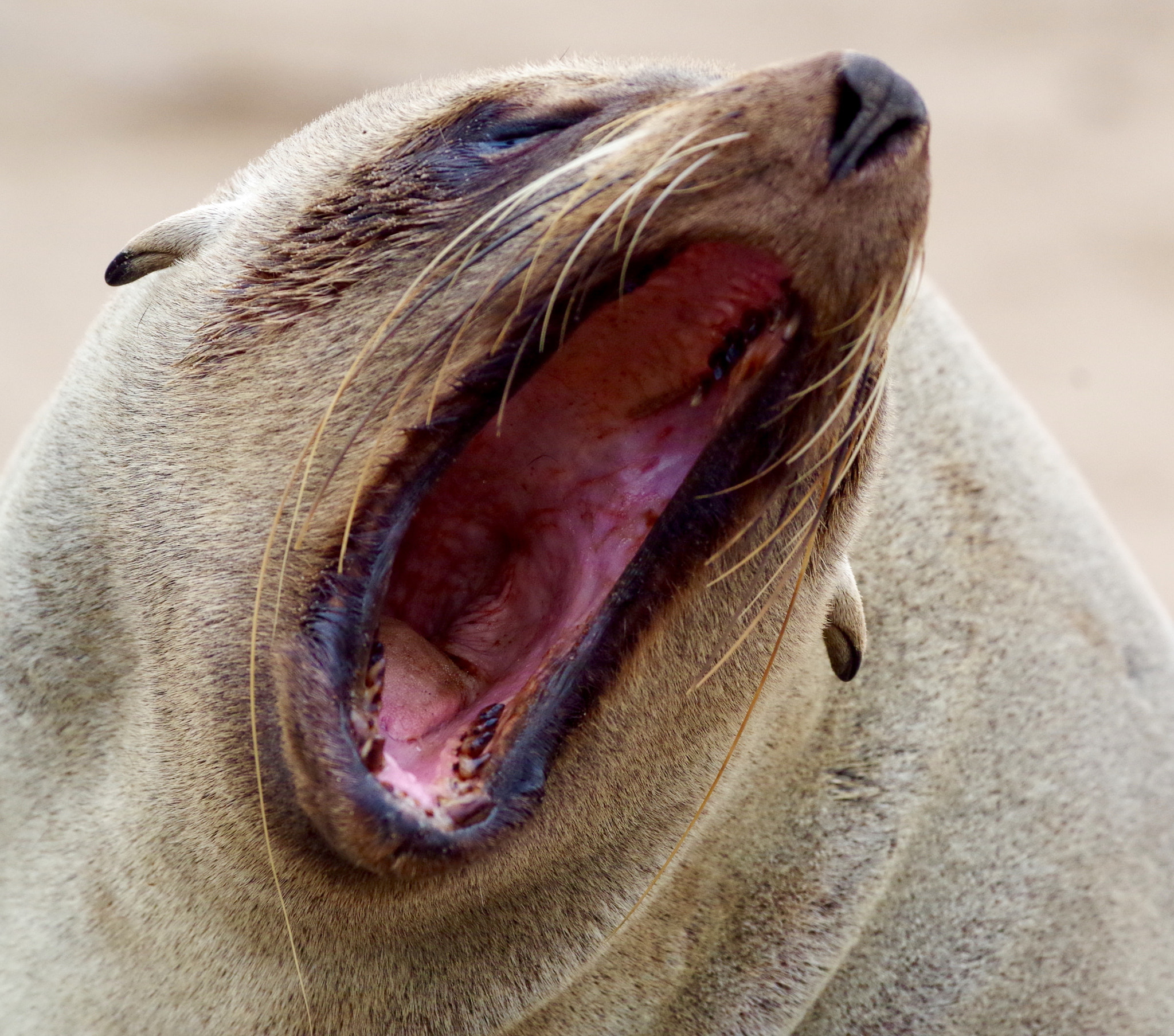 Pentax smc DA* 300mm F4.0 ED (IF) SDM sample photo. Cape fur seal colony, namibia photography