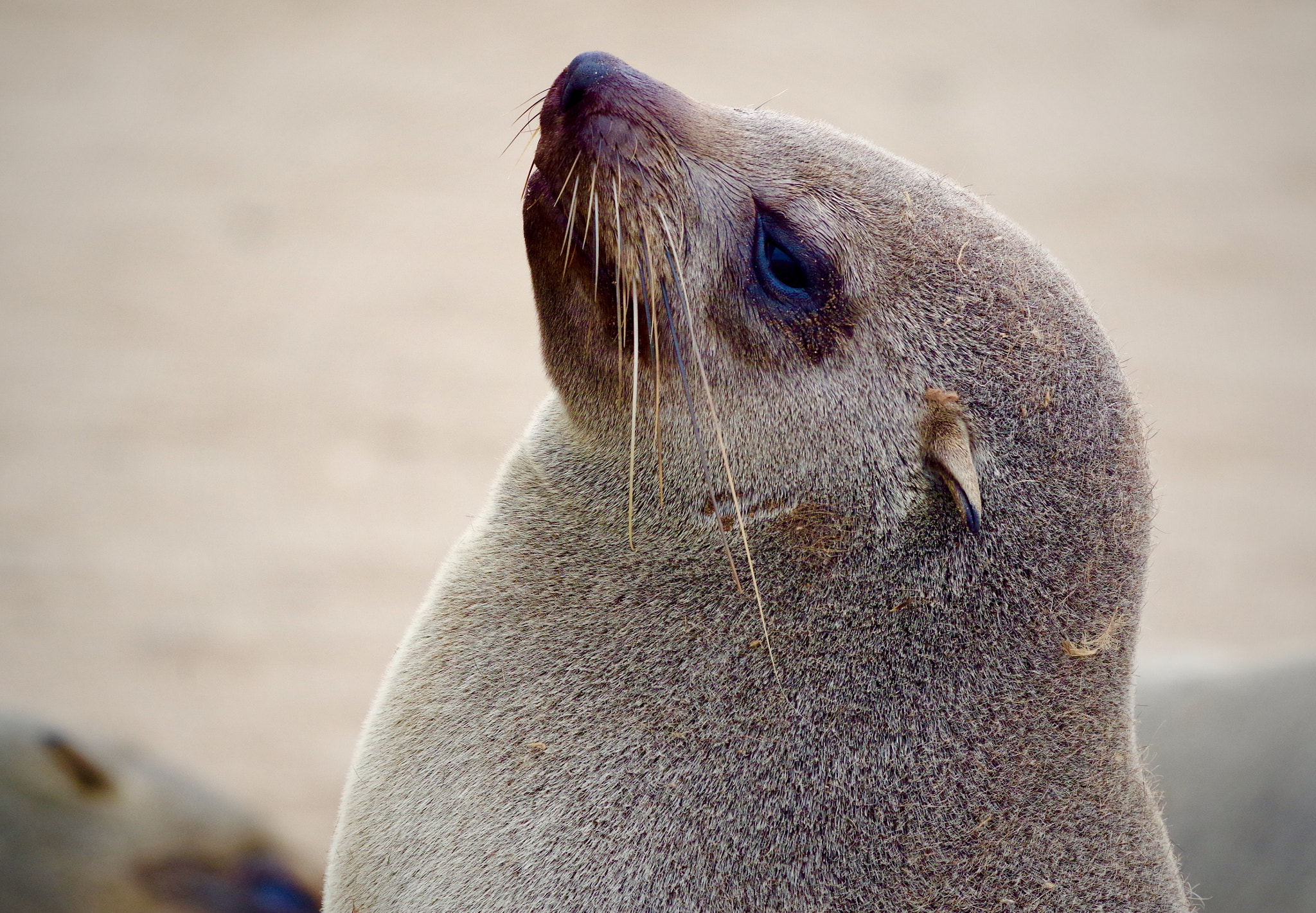 Pentax smc DA* 300mm F4.0 ED (IF) SDM sample photo. Cape fur seal colony, namibia photography