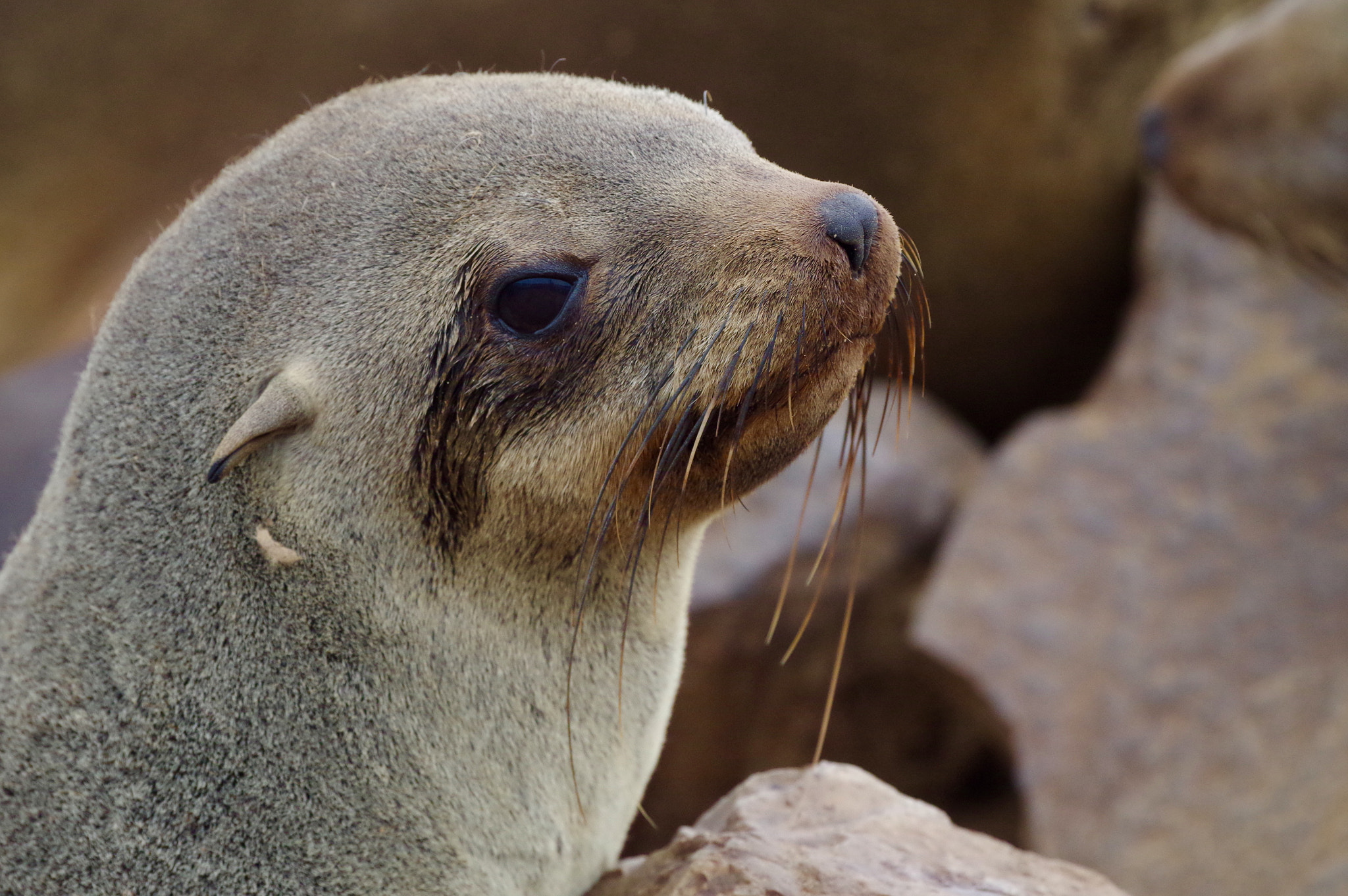 Pentax smc DA* 300mm F4.0 ED (IF) SDM sample photo. Cape fur seal colony, namibia photography
