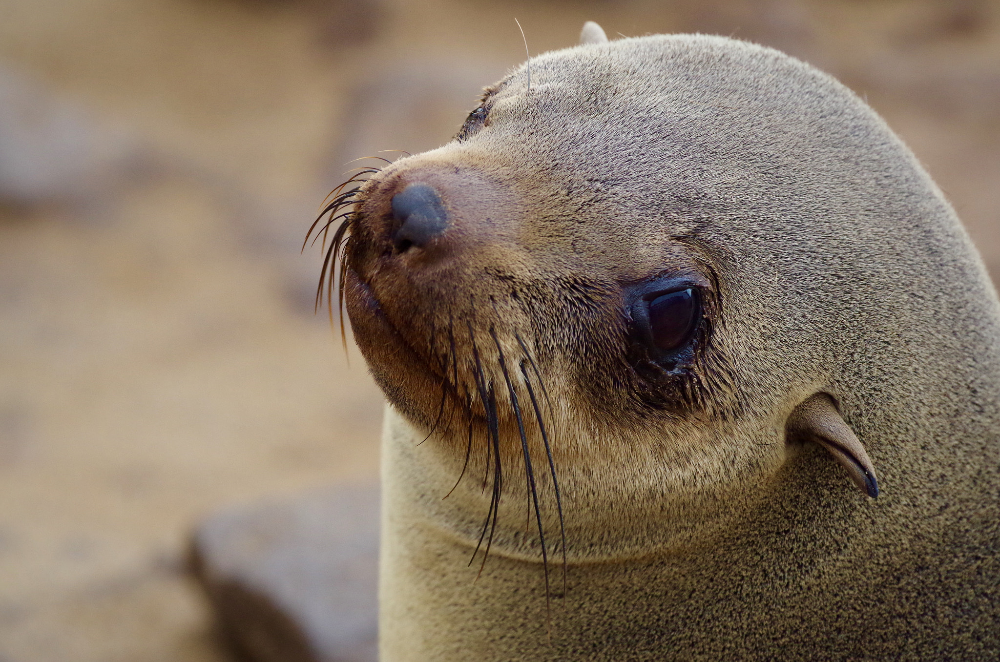 Pentax smc DA* 300mm F4.0 ED (IF) SDM sample photo. Cape fur seal colony, namibia photography