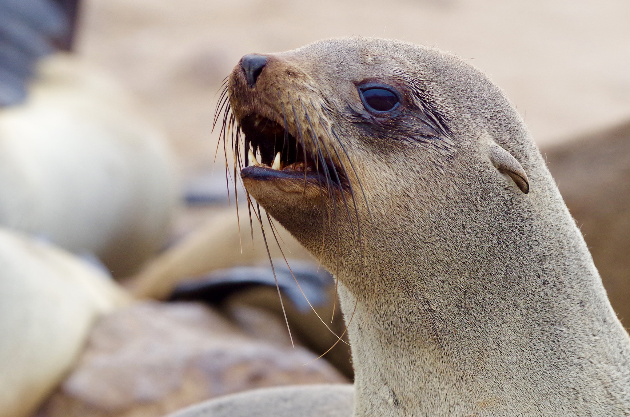 Pentax smc DA* 300mm F4.0 ED (IF) SDM sample photo. Cape fur seal colony, namibia photography