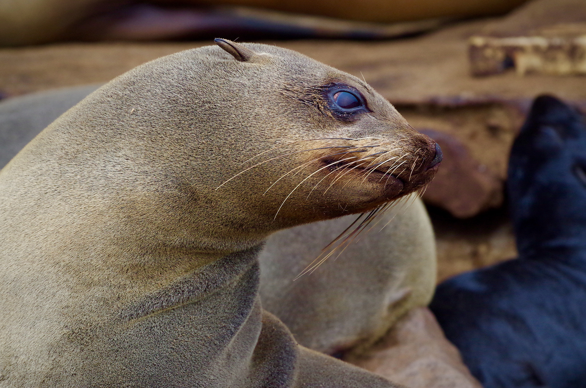 Pentax smc DA* 300mm F4.0 ED (IF) SDM sample photo. Cape fur seal colony, namibia photography
