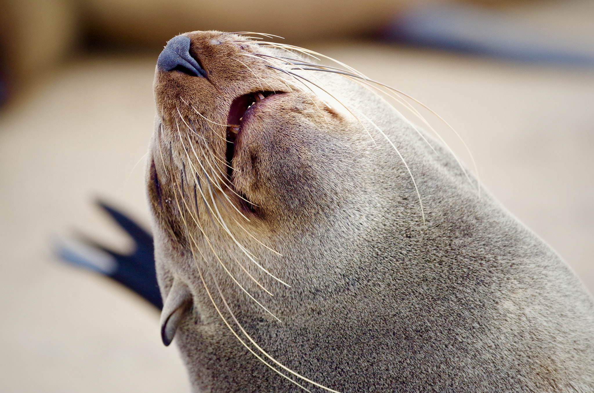 Pentax smc DA* 300mm F4.0 ED (IF) SDM sample photo. Cape fur seal colony, namibia photography