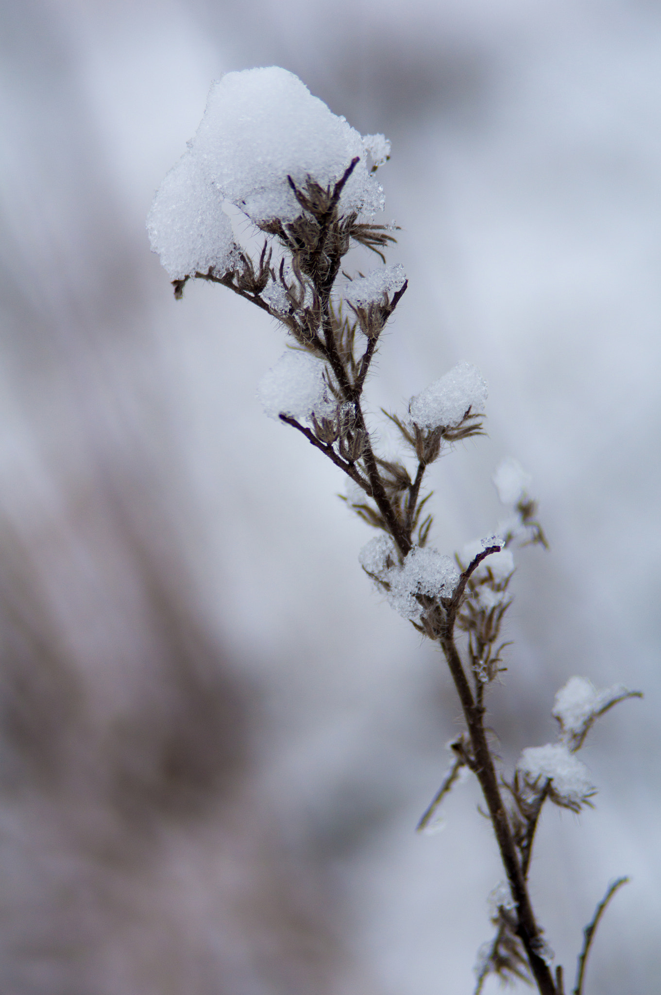 Minolta/Sony AF 24-105mm F3.5-4.5 (D) sample photo. Snowy flower photography