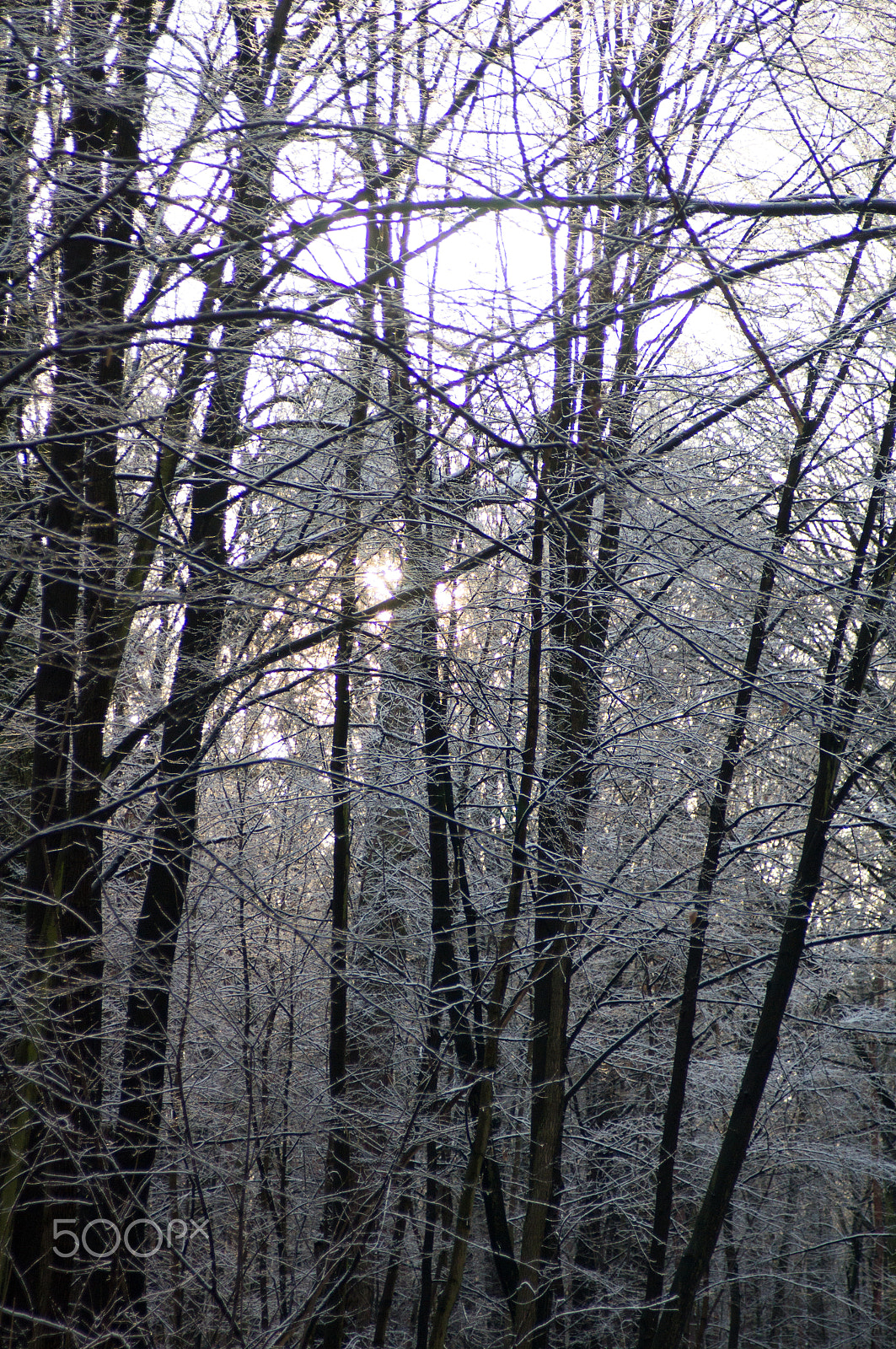 Minolta/Sony AF 24-105mm F3.5-4.5 (D) sample photo. White forest photography