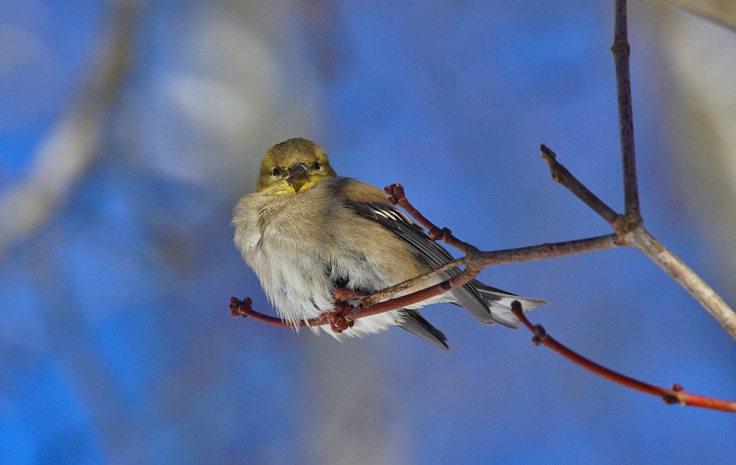 100-400mm F4.5-5.6 G SSM OSS sample photo. American goldfinch -fluffed. photography